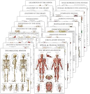 20 Pack - Anatomical Posters - Paper (Not Laminated) - Muscular, Skeletal, Digestive, Respiratory, Circulatory, Endocrine, Lymphatic, Male & Female, Nervous, Spinal Nerves, Anatomy Charts - 18" x 24"