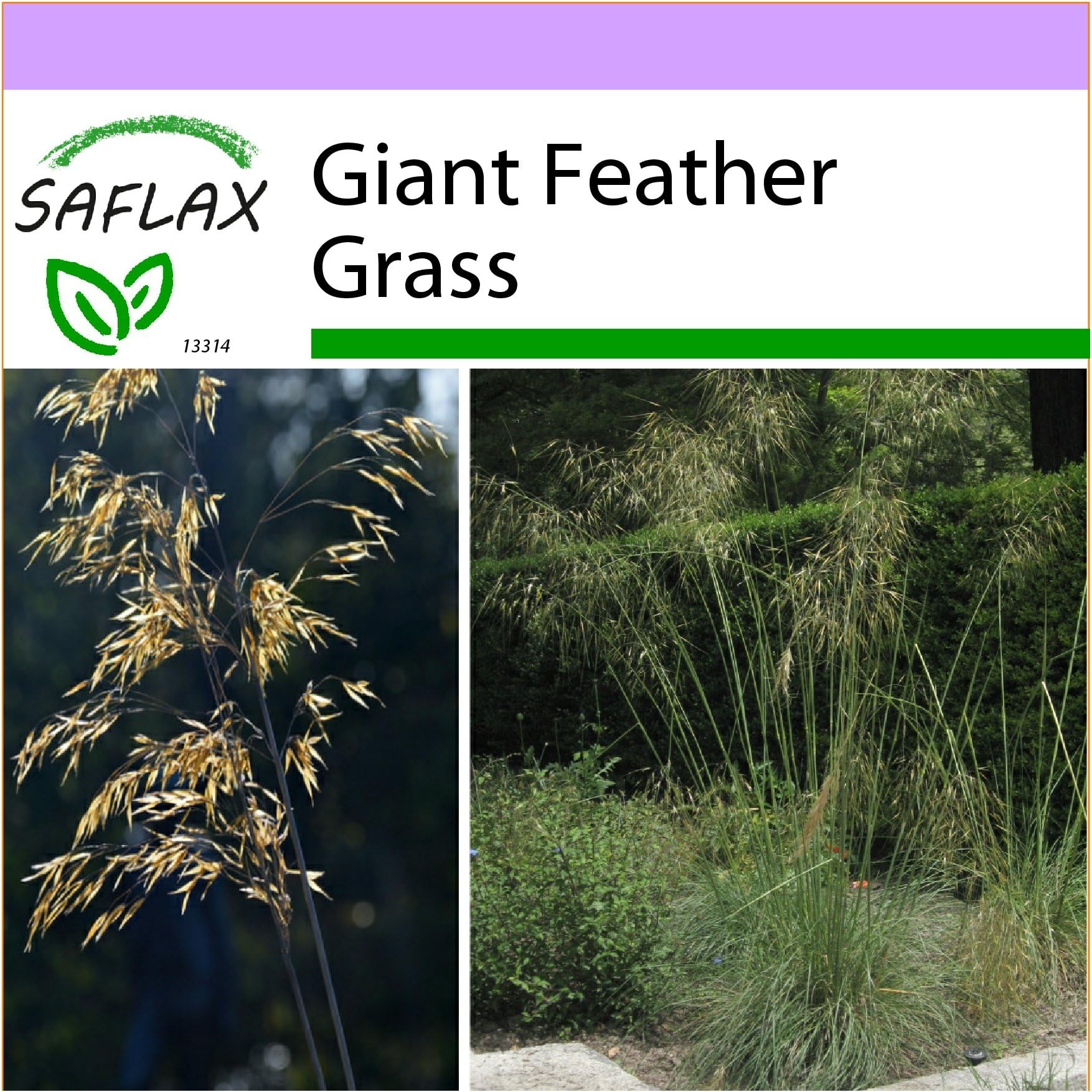 SAFLAX - Giant Feather Grass - 10 Seeds - Stipa gigantea