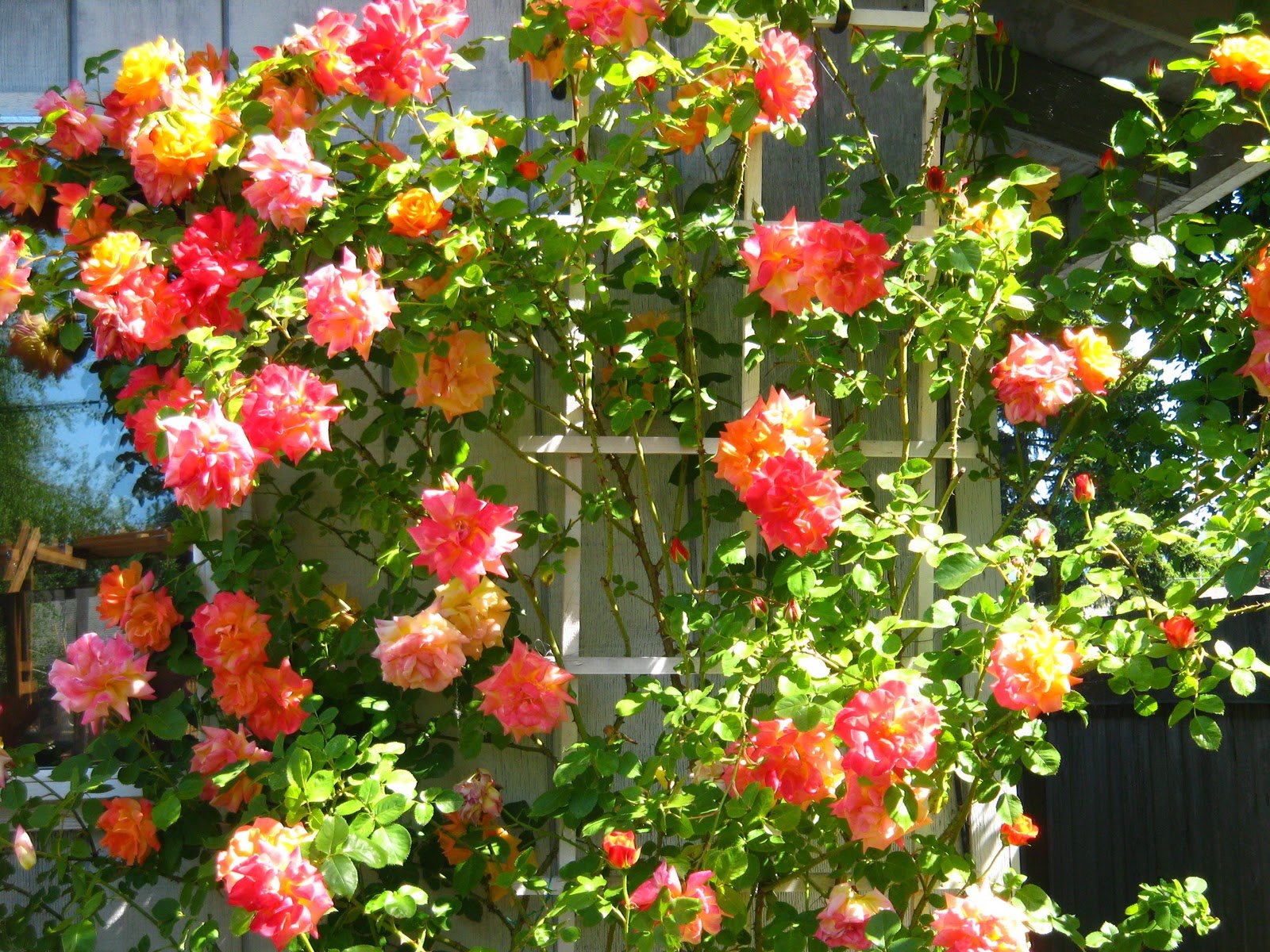 Aiden Gardens Rare Climbing Rose Live Plant Josephs Coat Muticolor Perinnial Rose 1 Healthy Live Plant (B07DM4SBBX) Amazon Price History, Amazon Price Tracker