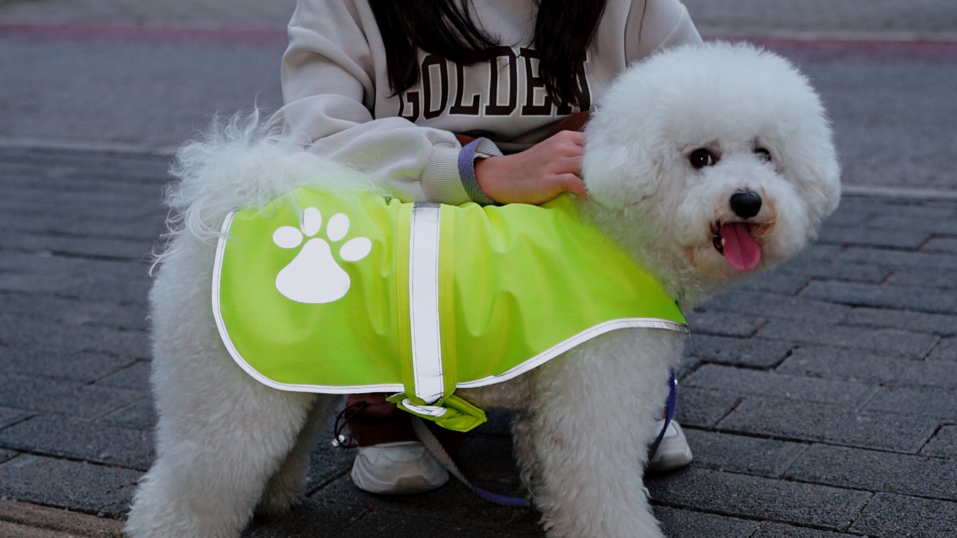 Amazon.com : Geyoga 2 Pieces Dog Reflective Vest Adjustable Dog