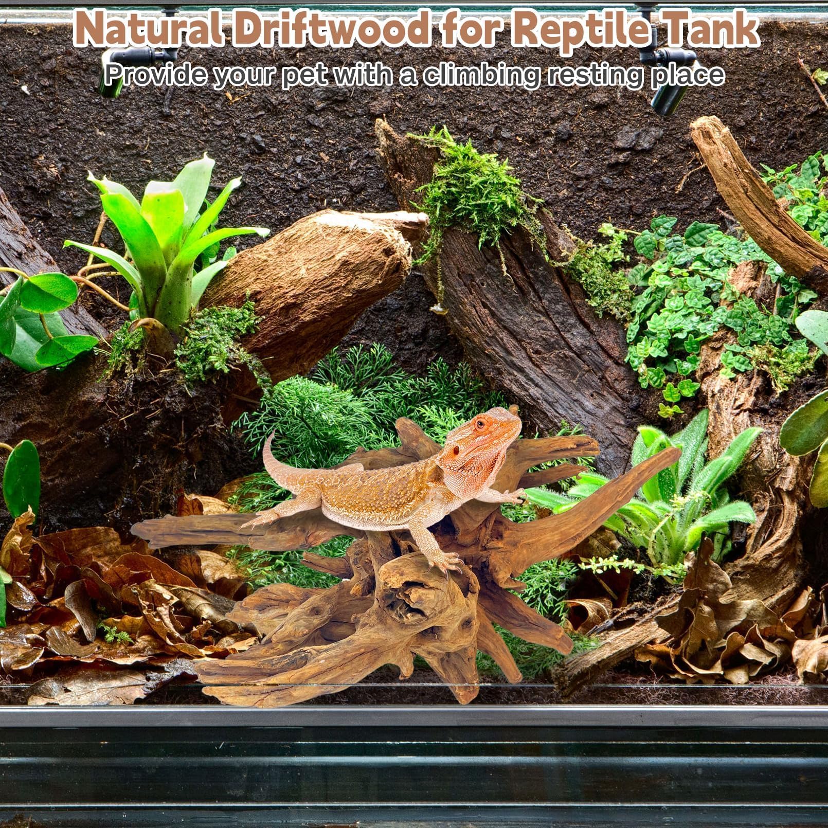 PINVNBY Madera flotante grande para decoración de peceras de acuario, ramas naturales surtidas, accesorios de tanque de dragón barbudo, decoración de terrario para decoración de acuario (11-18