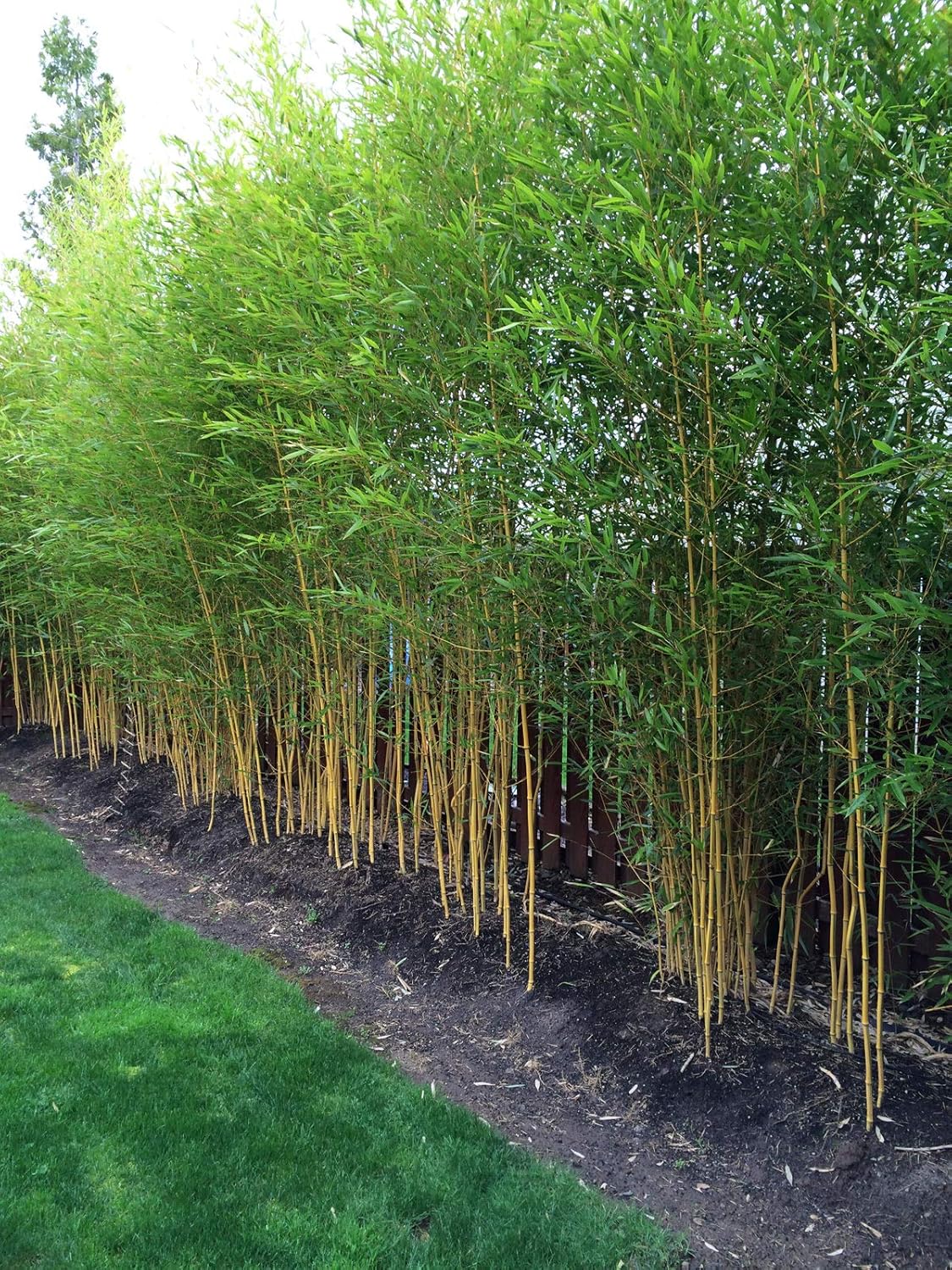 Golden Bamboo (Phyllostachys aureosulcata) Live Plant Cutting 12" - 24"