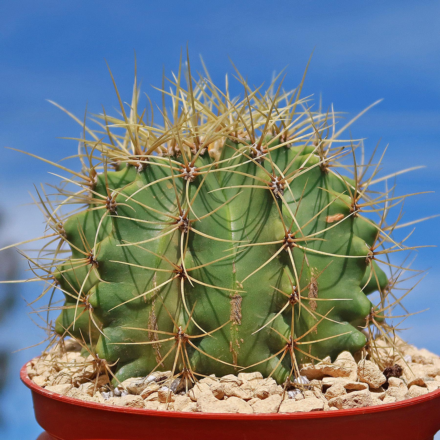 Guruji Plantation Barrel Cactus Succulent Live Plants for Office Decor and Home Gardening with Pot (Blue) (B0D74R18ZL) Amazon Price History, Amazon Price Tracker