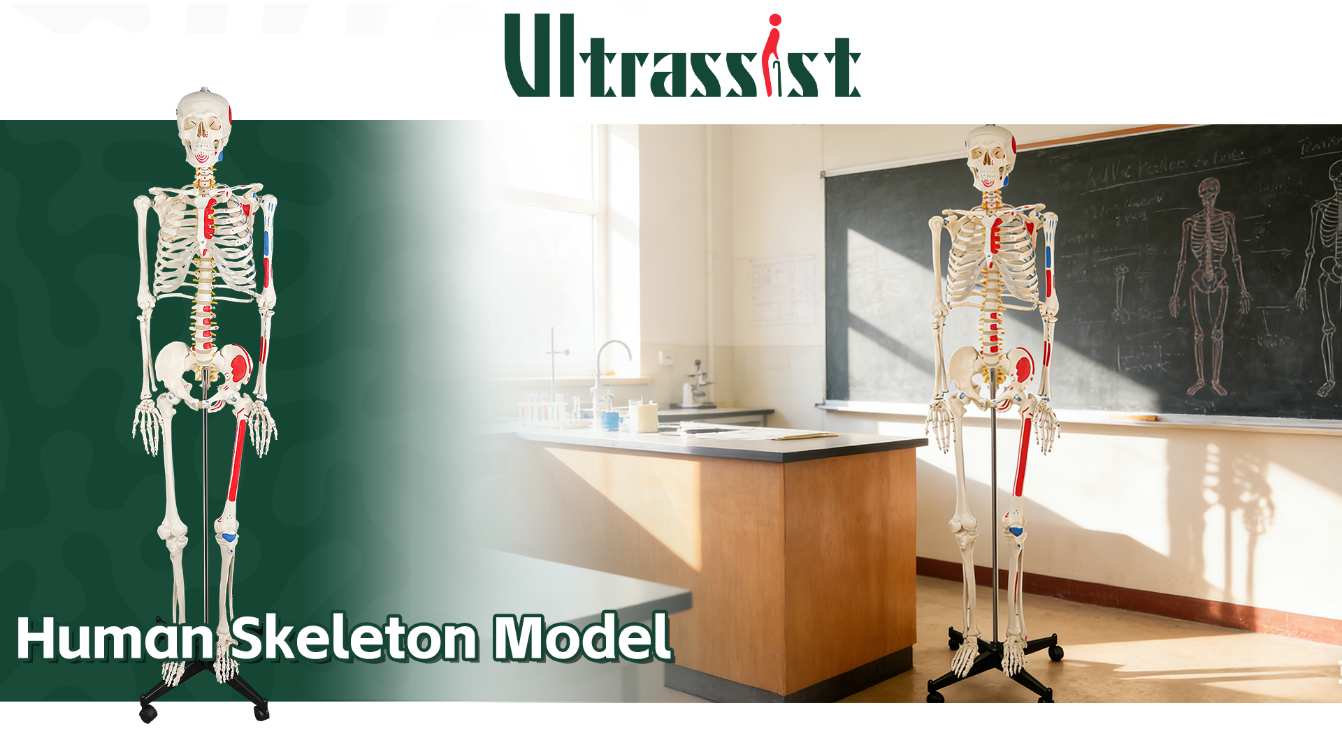 Ultrassist Human Skeleton Model, Life Size Anatomical Skeleton