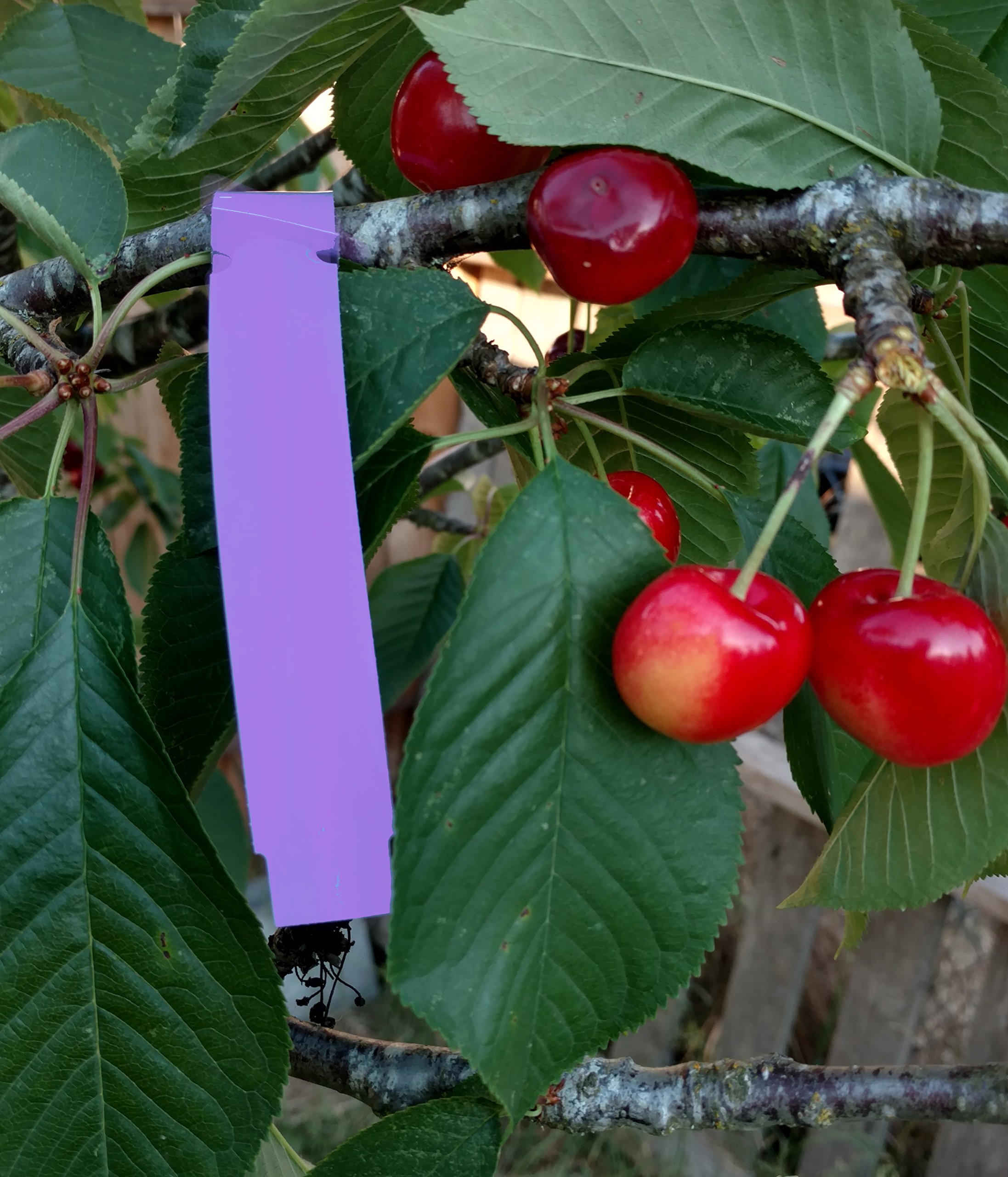 1000 Pcs Plastic Plant Tags - 7" X 1" Lavender Wrap Around Nursery Labels, Made In USA, Thermal Printable