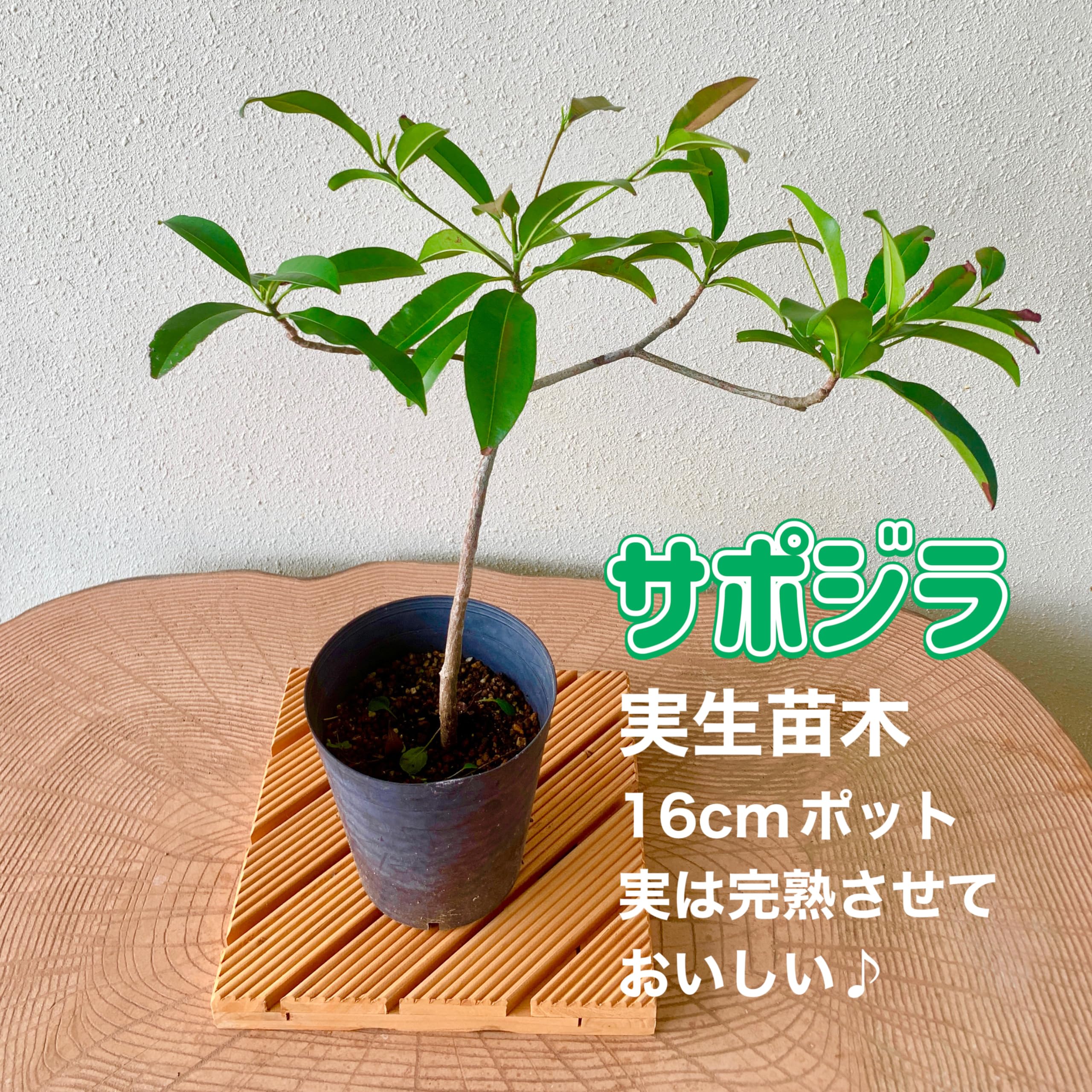 【希少熱帯果樹】ケレダン 播種2年目 実生株 5号鉢 Amazon.co.jp: サポジラ 熱帯果樹 苗木 実生 16cmポット アカテツ科中
