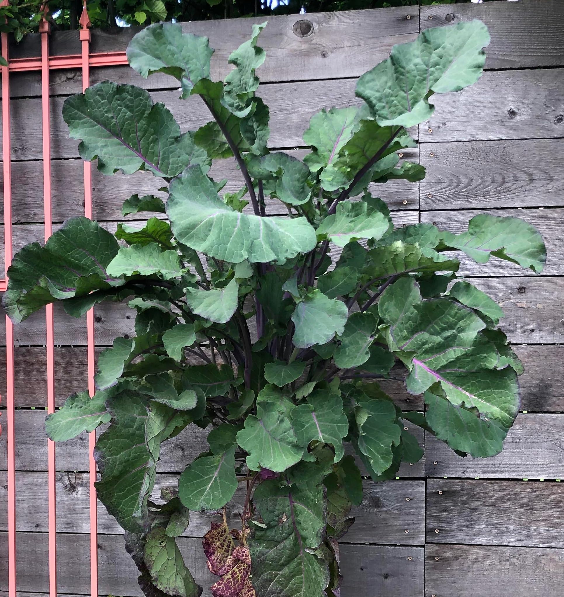 50 Seeds of Perennial Purple Tree Collards