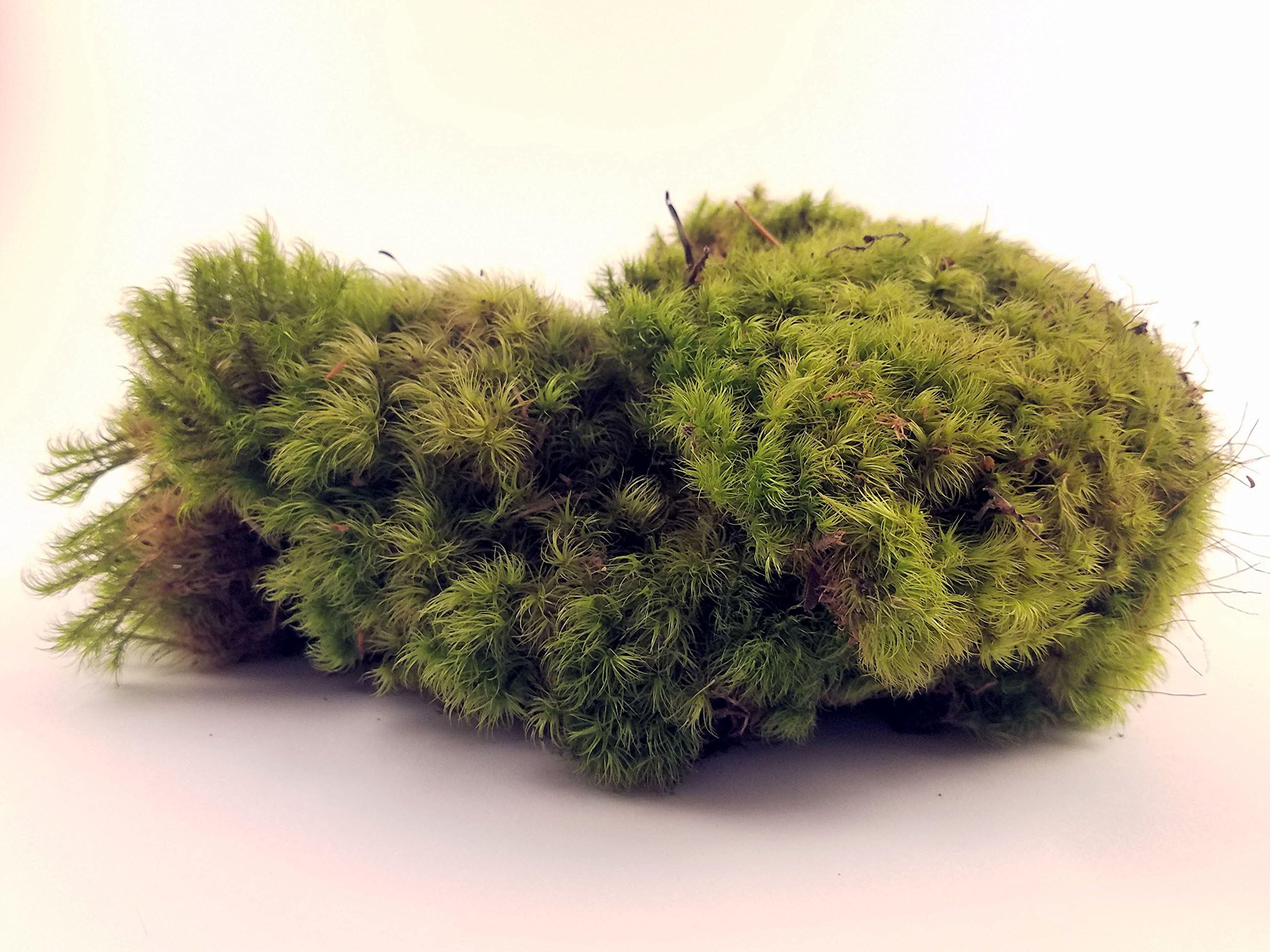 Fresh Mood Moss Perfect for Terrariums and Bonsai