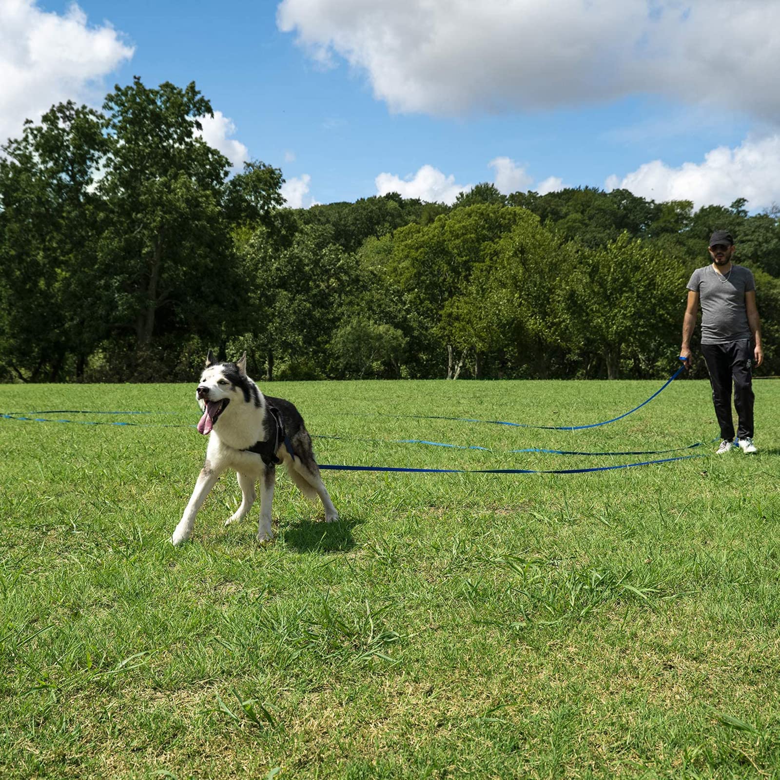 Generic Laisse Rétractable pour Chien de 9,8 Pieds, Très Résistante, pour Chien Ou Chat de Taille X-Small/Small/Medium/Large, Qui Ne S'emmêle Pas