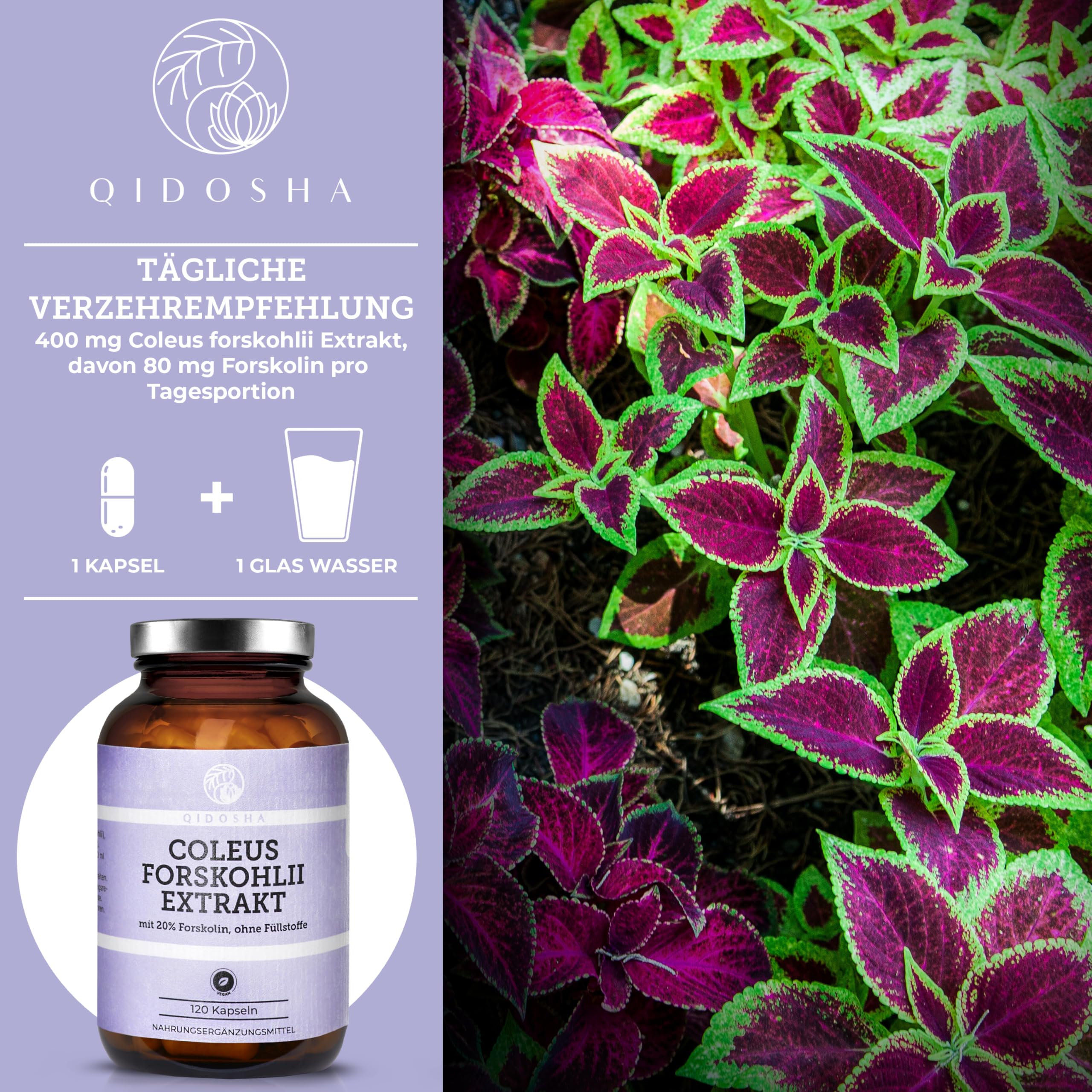QIDOSHA® Coleus Forskohlii Extrakt, volle 20% Forskolin, 120 Kapseln im Apothekerglas, 400mg je Kapsel, deutsche Fertigung, Wirkstoffgehalt in externem Labor testiert