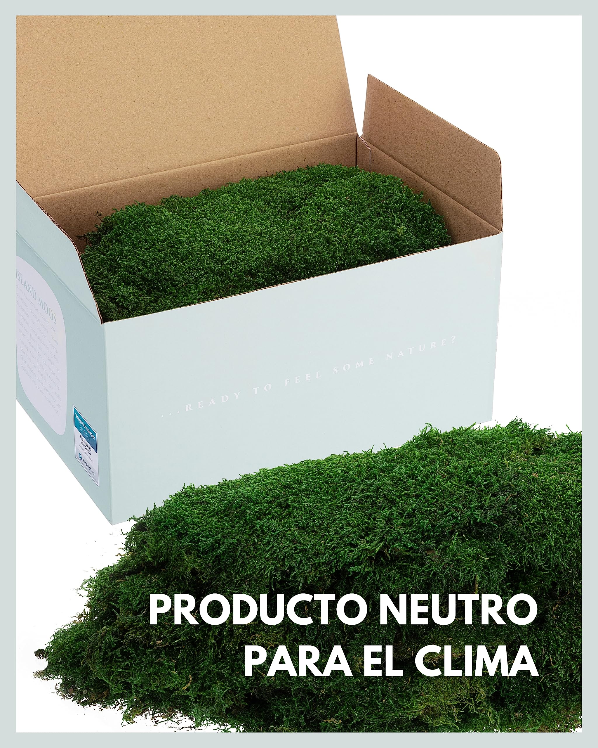 Mia Milano Hoja de Musgo Preservado para Artesanía | Deco de Musgo Natural Duradero para Cuadros de Musgo | Musgo Plano Reutilizable