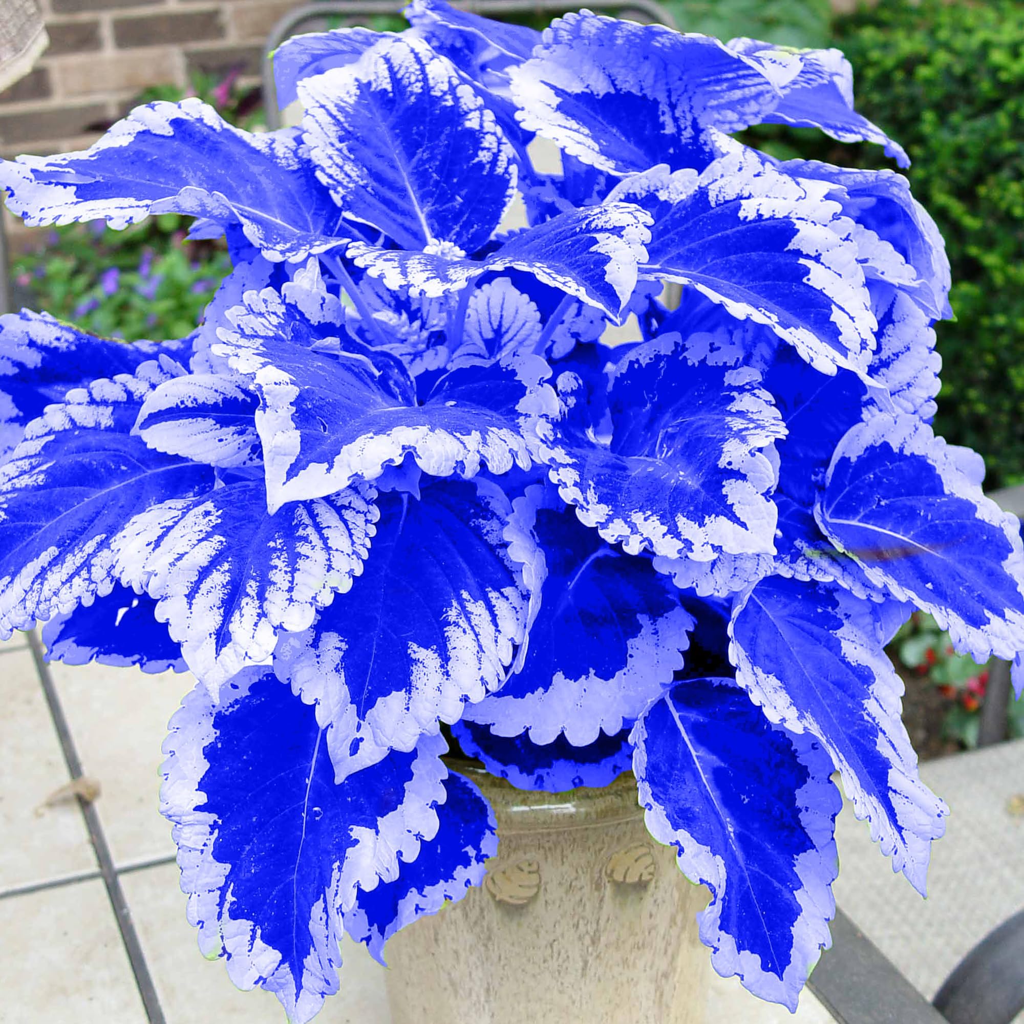 Rare Coleus Seeds Grow Easily 200pcs - Perennial Coleus Non-GMO Flowers Seeds - Exotic Blue White Coleus Seeds for Planting Outdoor Garden Coleus Plants Low Maintenance