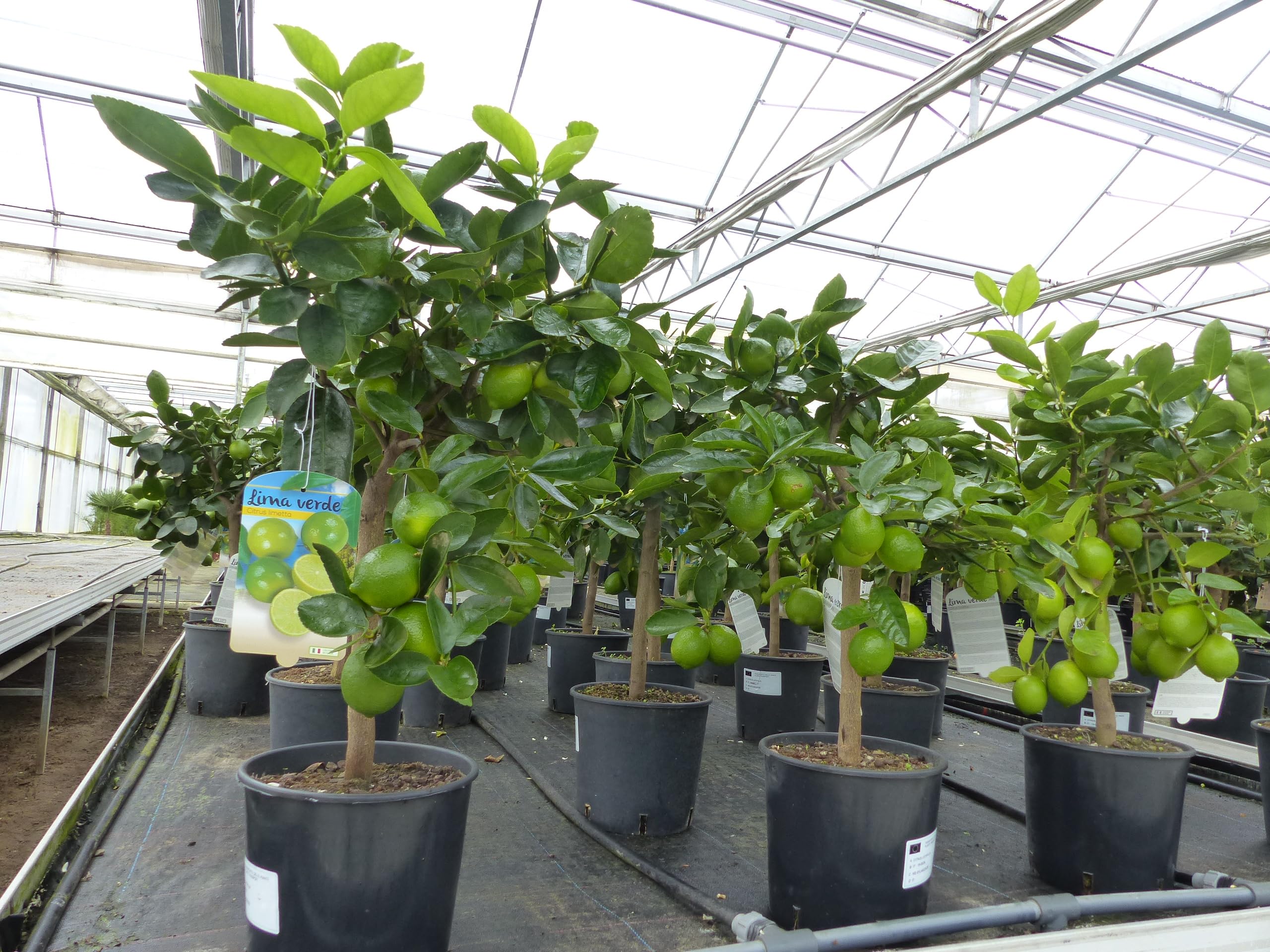 gruenwaren jakubik echte Caipi Limette Limettenbaum Citrus Lime 75-90 cm Zitruspflanze