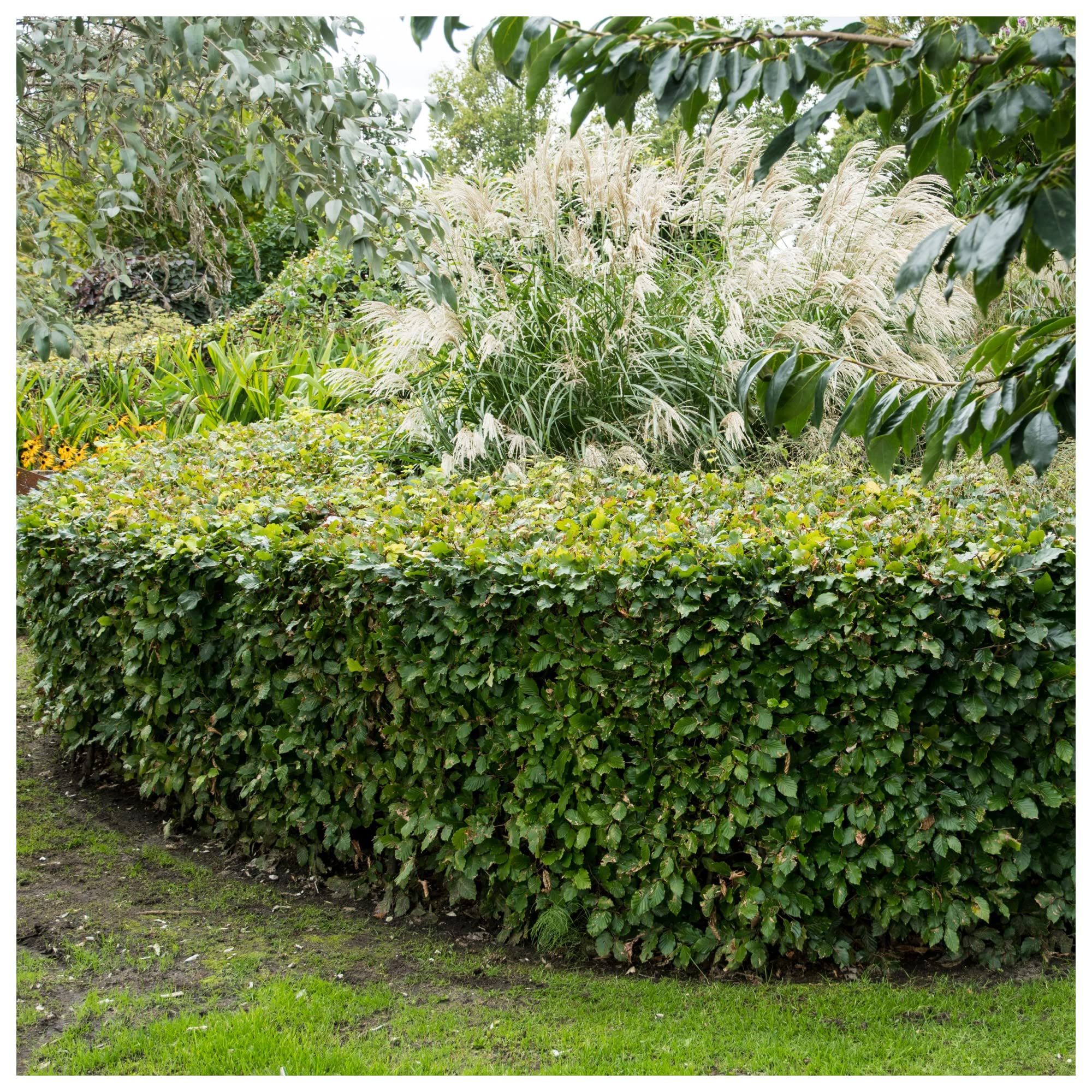 25 Green Beech Hedging Plants 2 Year Old, 1-2 ft Grade 1 Hedge Trees 40-60cm 3fatpigs®