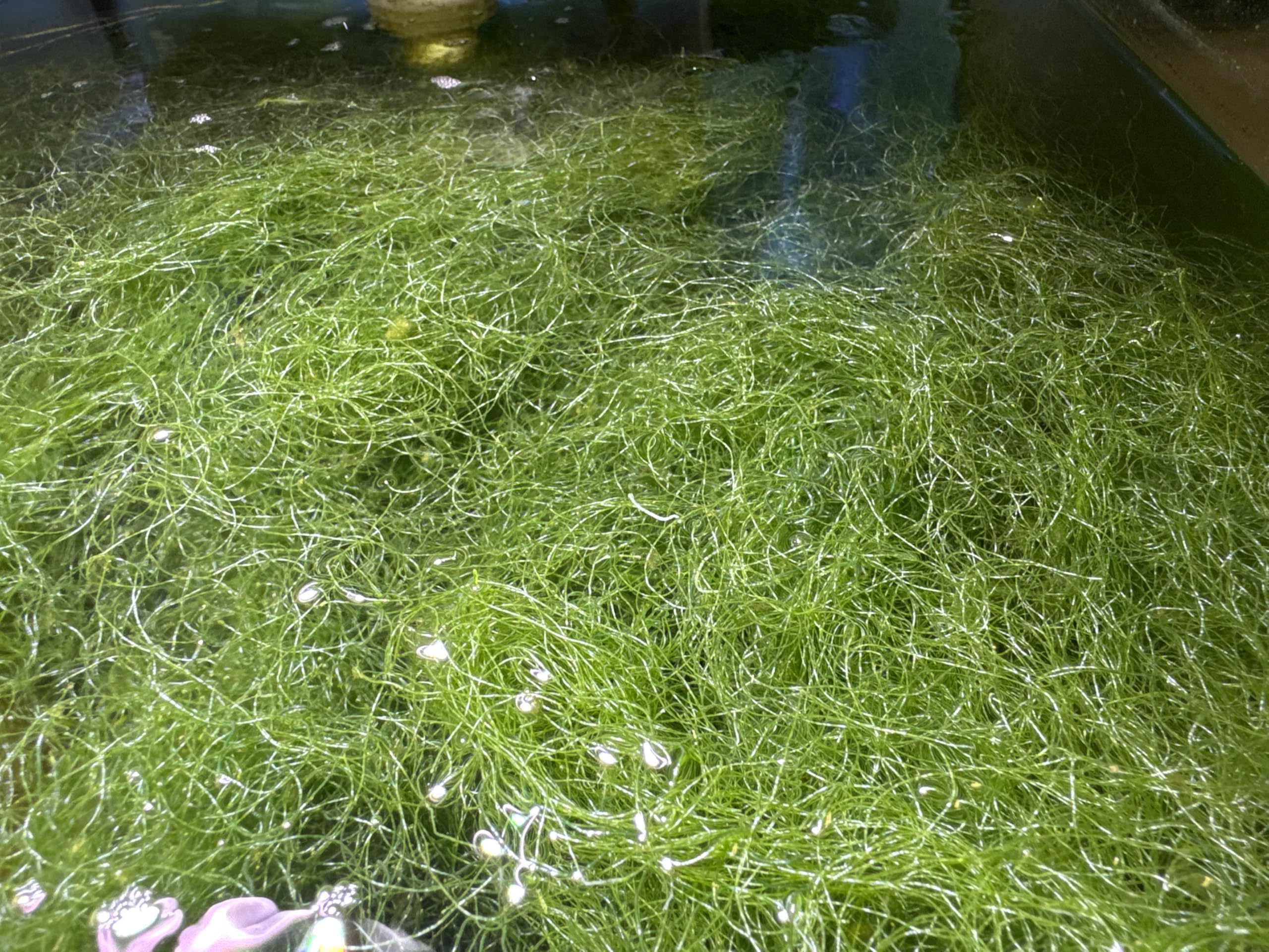 Live Chaeto Chaetomorpha Macro Algae Reef Refugium Saltwater Plant Marine