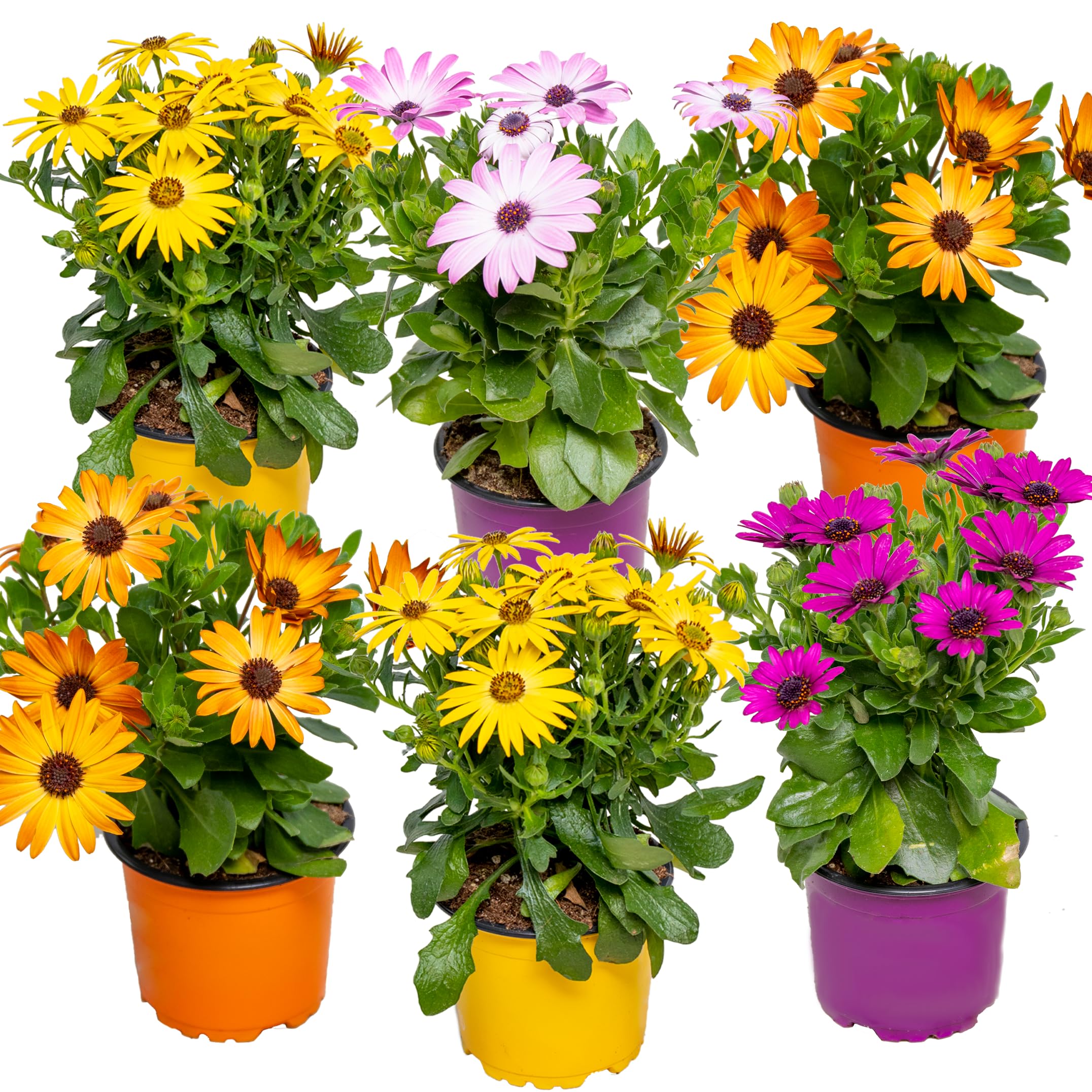 Bloomique - Mix di 6 - Osteospermum - Margherita Africana - Colori Misti - Piante Annuali - Pianta da Giardino - Alte 15-20 cm - Vaso 10,5 cm