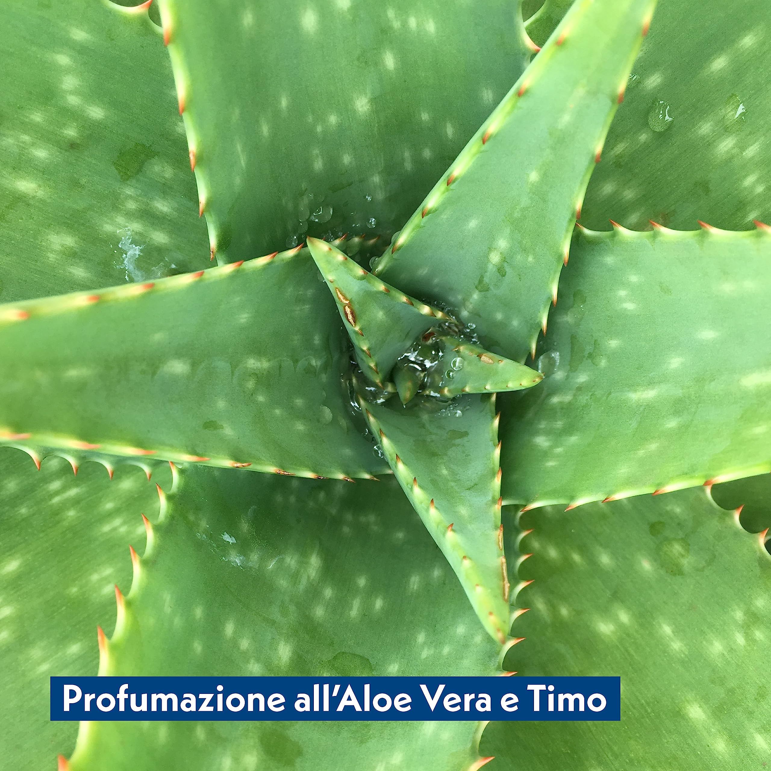 AMORE MIO 560 Salviette Aloe Vera e Timo Extra Large per Il Manto di Cani, Gatti e Animali Domestici, Disinfettanti e Igienizzanti, 30x20 cm - 14 Confezioni da 40 Salviettine