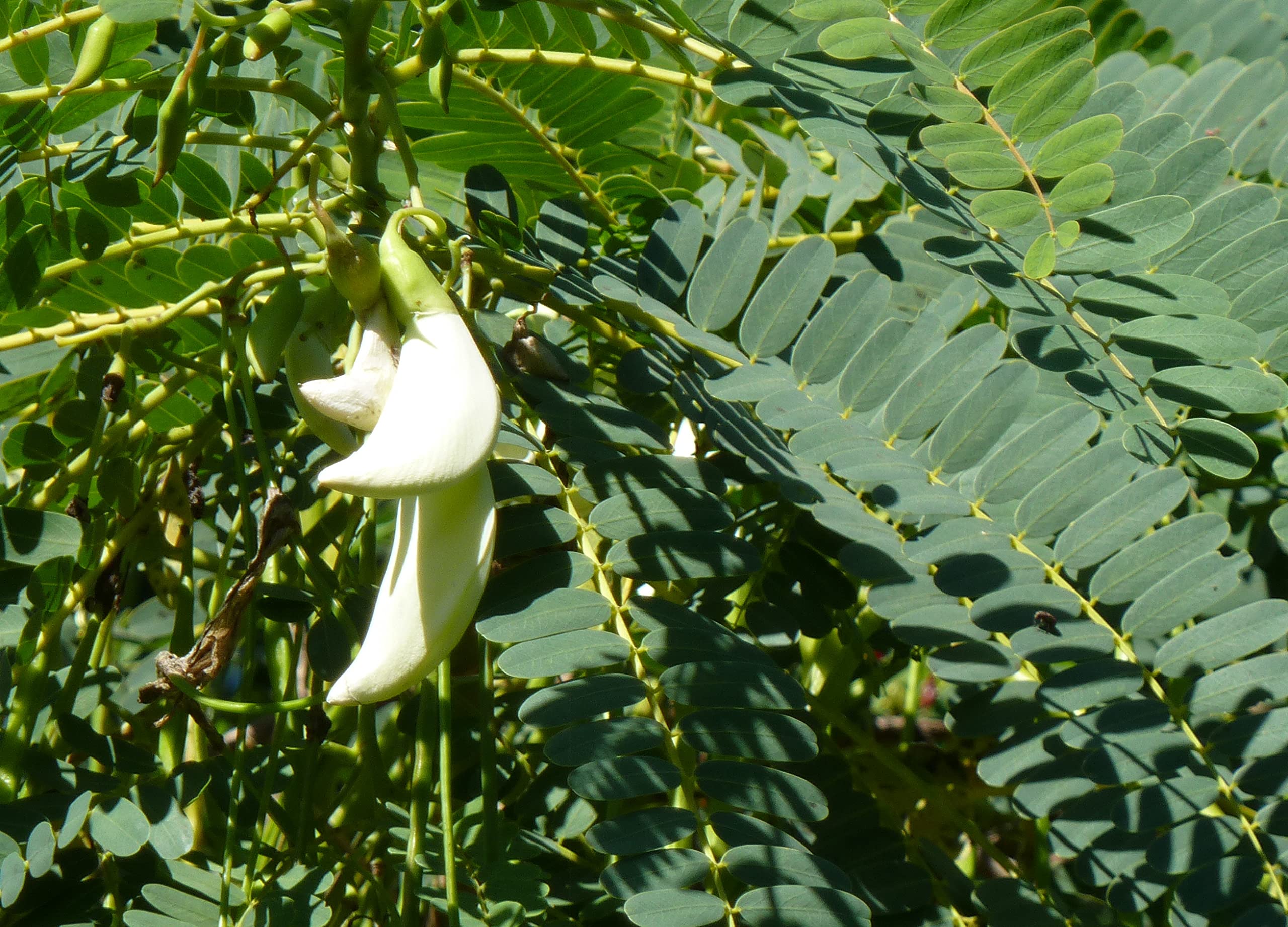 CooPany® AGASTHI/BOKFUL/AGATHI KEERAI SEEDS 30 SEEDS