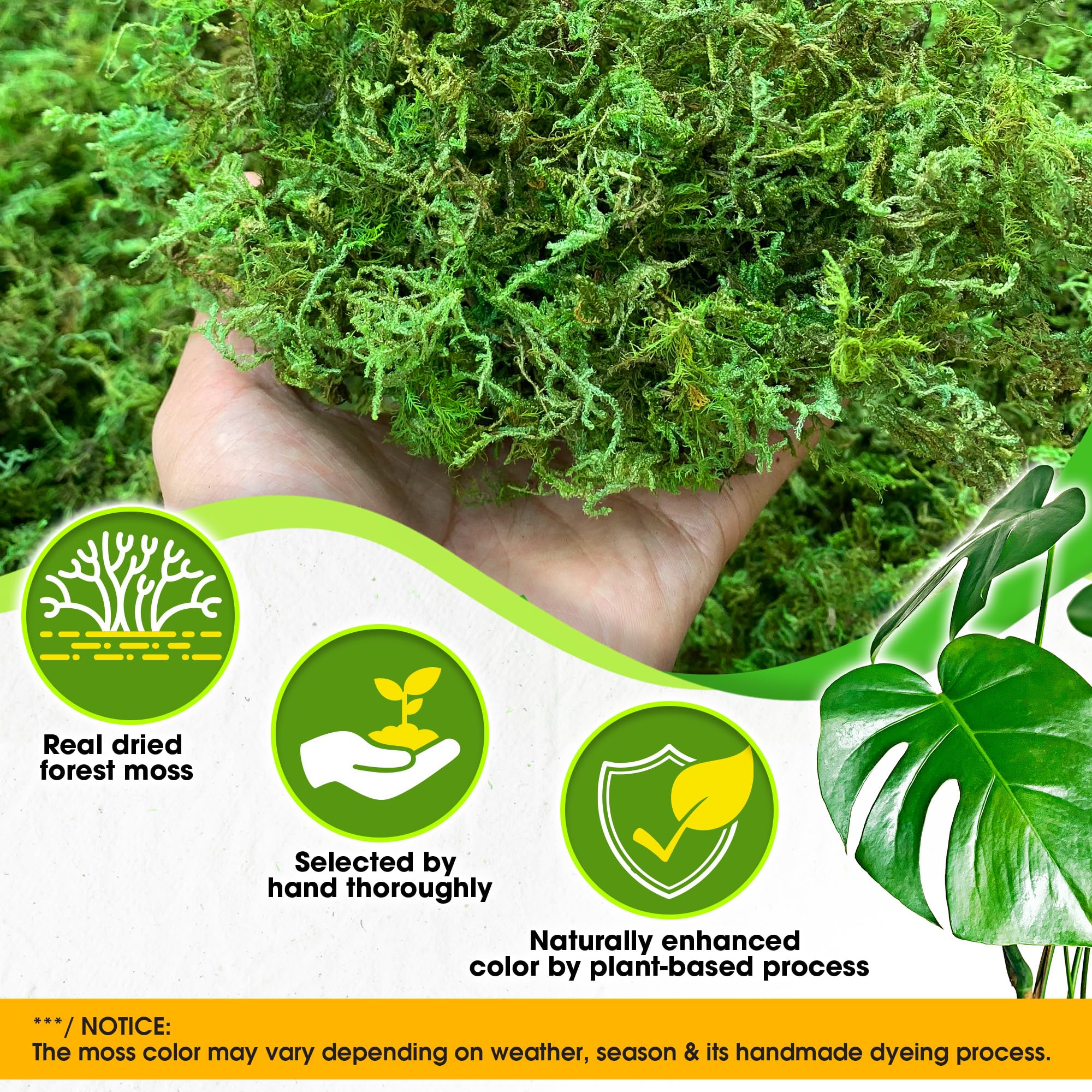 Amazon.com: DUSPRO Green Forest Moss for Crafts, Real Dried