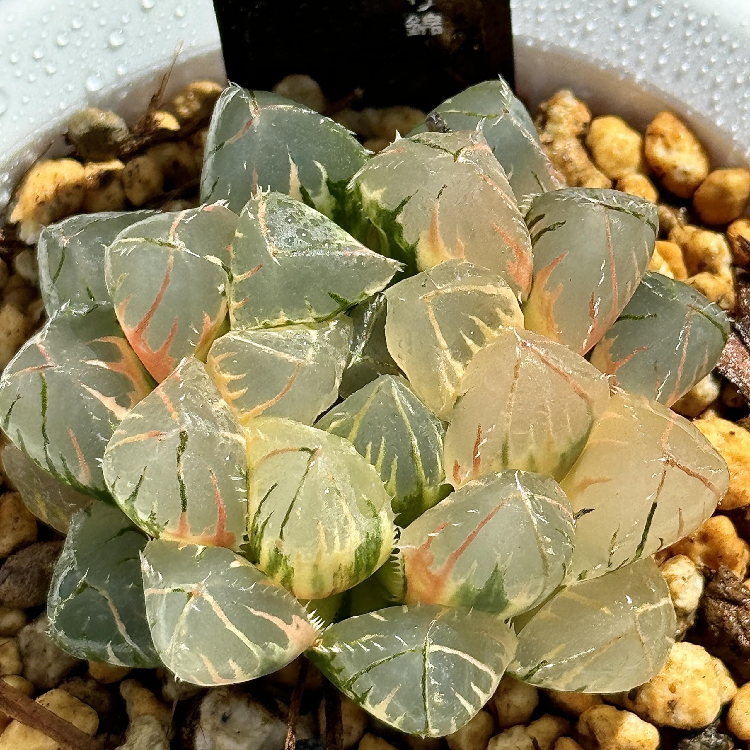 ハオルチア ピグマエア錦 極上斑 多肉植物 観葉植物 ハオルチア