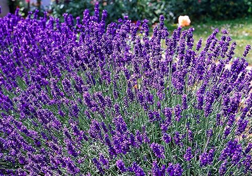 Miniatura 6 de Semillas Inglés Lavandula Lavandula No GMO Heirloom