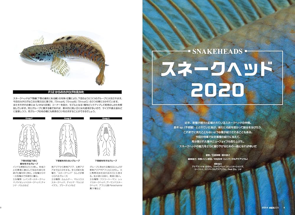 【貴重！】月刊アクアライフ スネークヘッド特集 4冊セット 月刊アクアライフ 2020年06月号 スネークヘッド2020 |本 | 通販 | Amazon