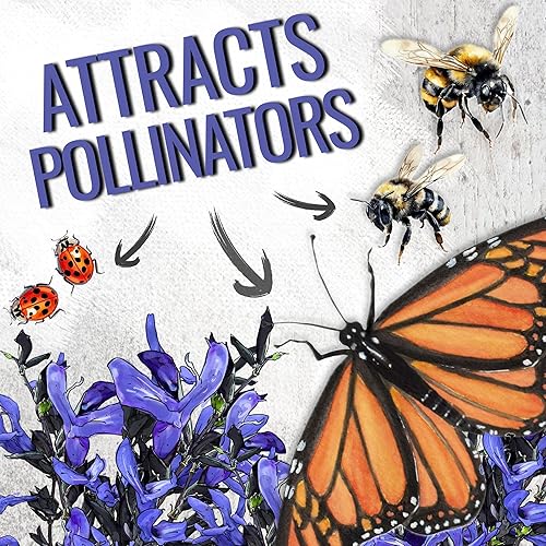 Miniatura 5 de Seed Needs Semillas de salvia azul zafiro para plantar, reliquia y salvia polinizada abierta, cultiva un jardín de mariposas con plantas con flores