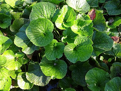 Miniatura 3 de Polvo de Salsa de Condimento de Wasabi y Soja (60g  2.11 oz, Paquete de 1) - Asiático, Japonés, Umami, Condimento, Vegetal, Carne, Mariscos, Snacks,