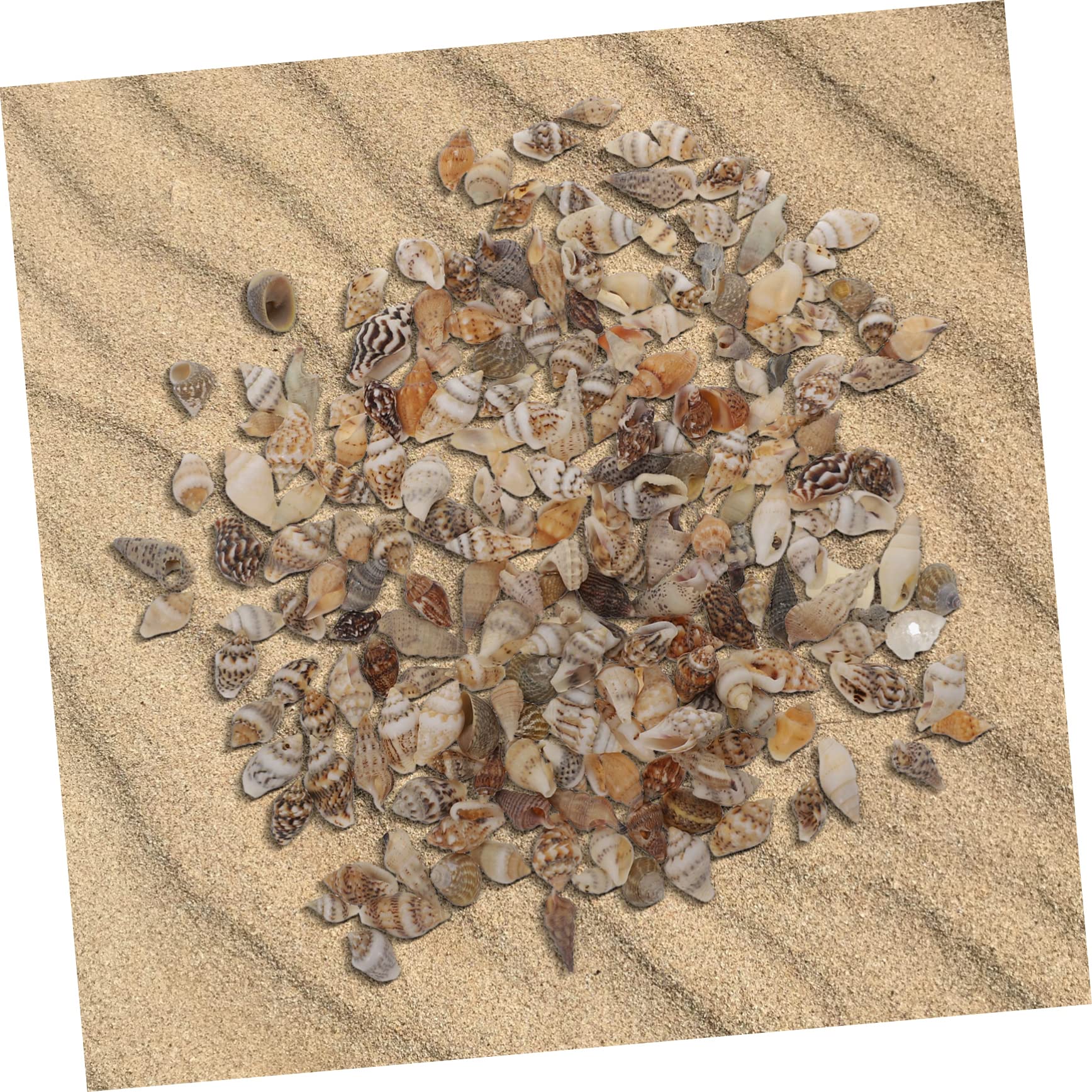 Riempitivo Conchiglia Naturale per Lavori Artigianali 2 Scatole | Decorazione di Riempimento Fai da Te, per Scatole e Cornici, Resistente alla Deformazione