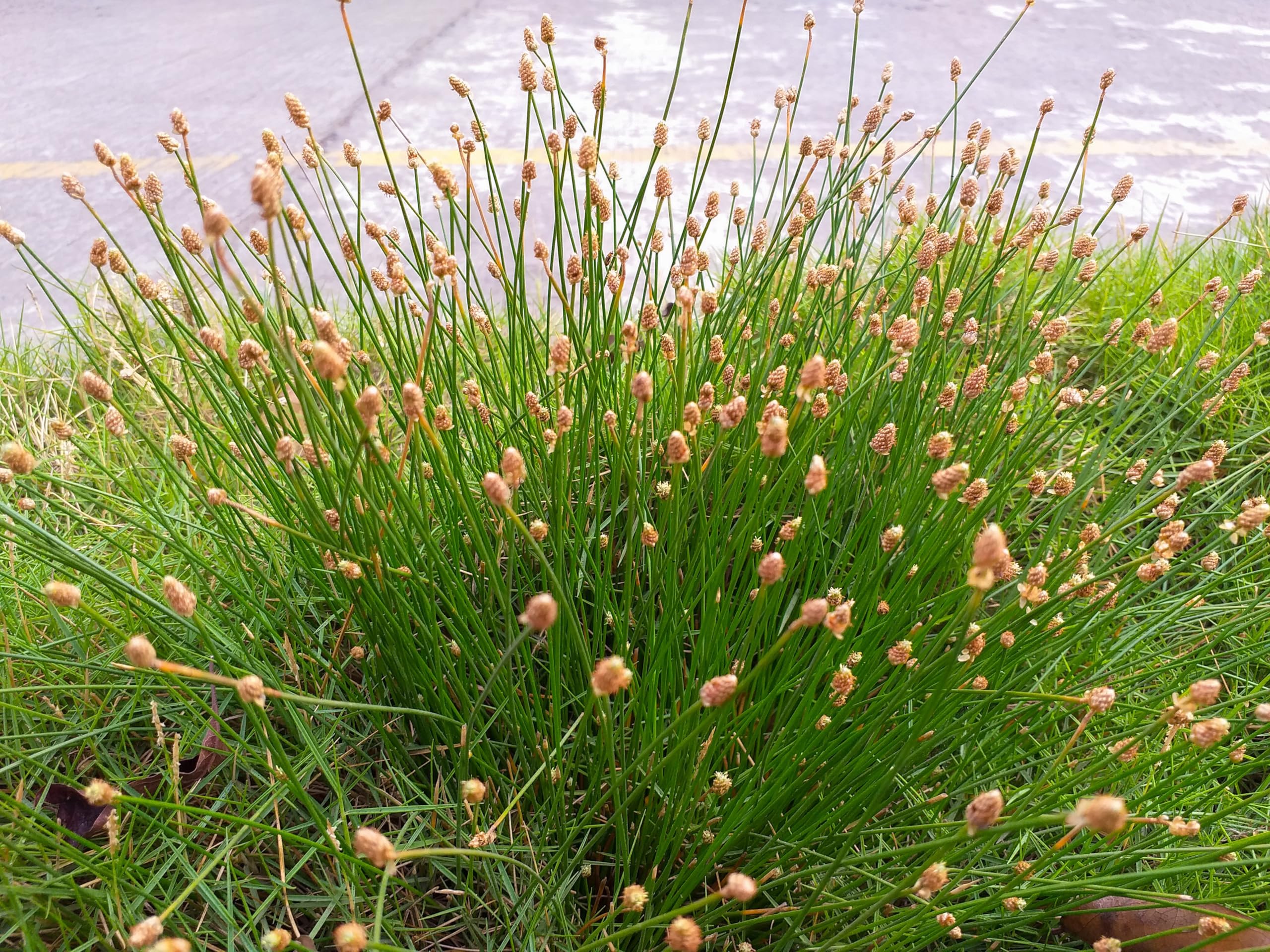 Lincolnshire Pond Plants Ltd - Equisetum fluviatile - Marginal Pond Plants - MP034-1 / 1Ltr Potted