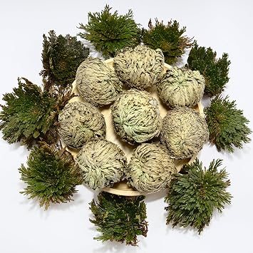 8 Pack Rose of Jericho Resurrection Plants, Large 2+ Inch Rosa de Jerico Original, Dried Fern Prayer Plants in Water for Spiritual Purification, Home Decor and Unique Gifts