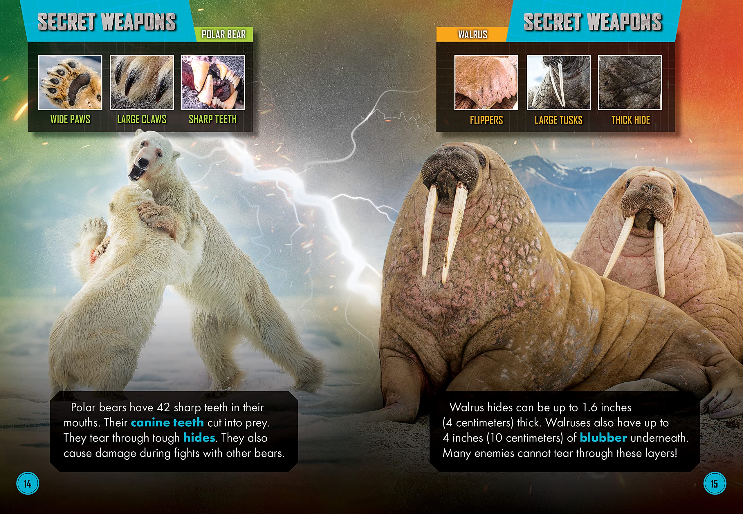 Polar Bear vs. Walrus