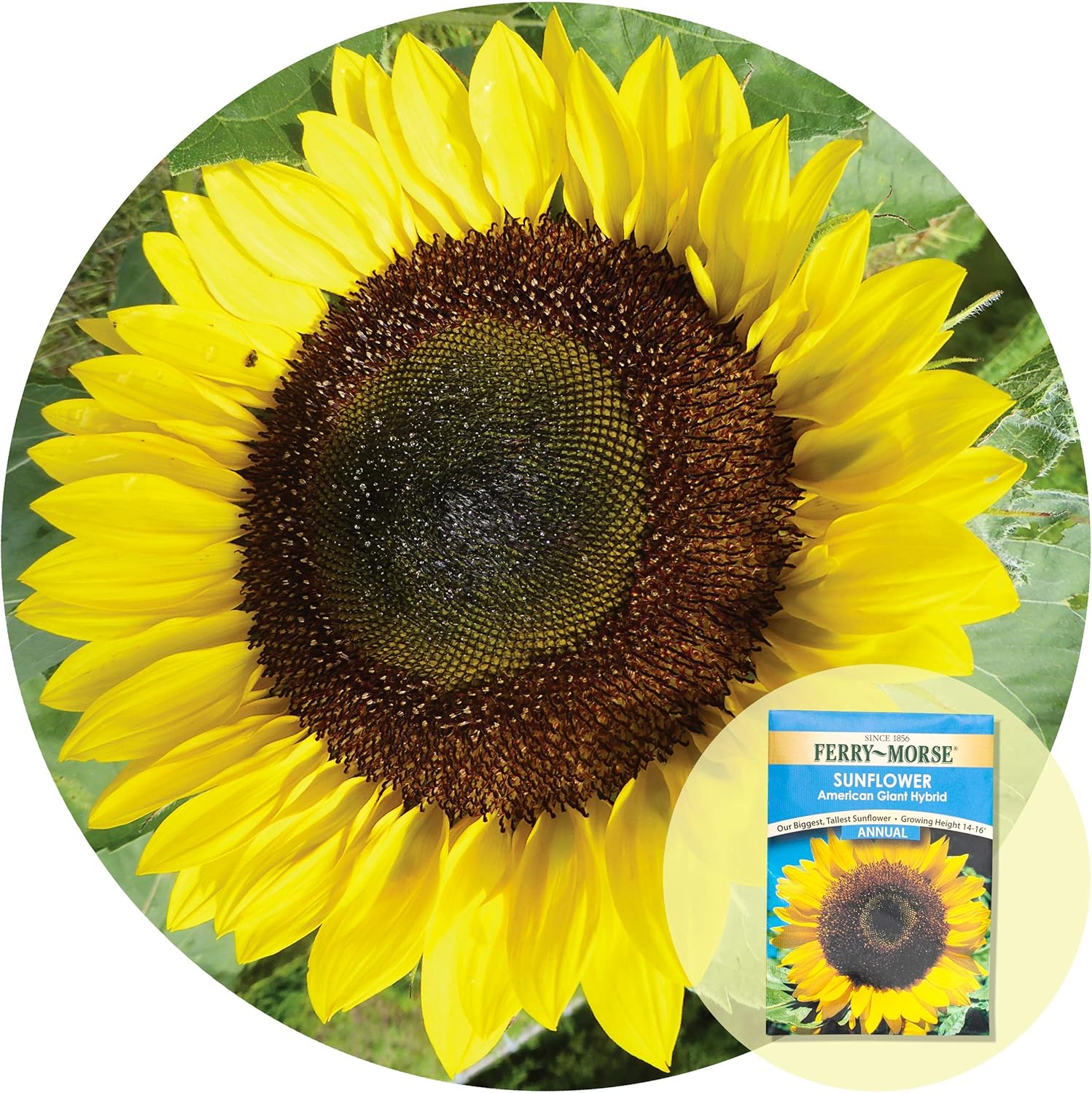 FerryMorse Seed Collections (Sunflower American Giant