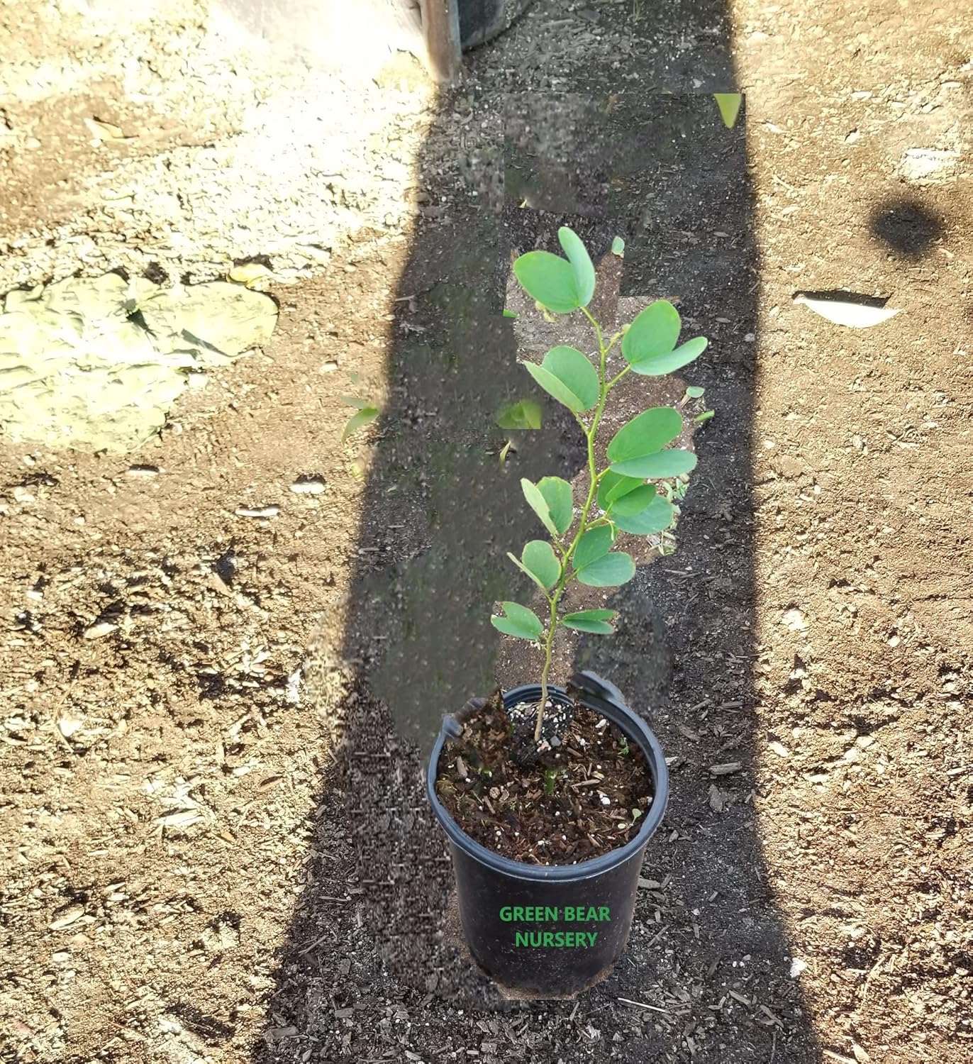 Live Pata de vaca (Bauhinia) Hawaiian Orchid, Cow's Foot Leaf Tree, Arbol de hoja pezuña de vaca Camel Foot pata de Camello Potted (Bauhinia purpurea- Purple and Pink Flowers, 4" Pot 6" to 10")