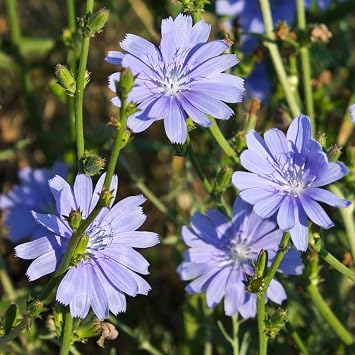 Chicory Cichorium intybus - Packet of 50 Seeds