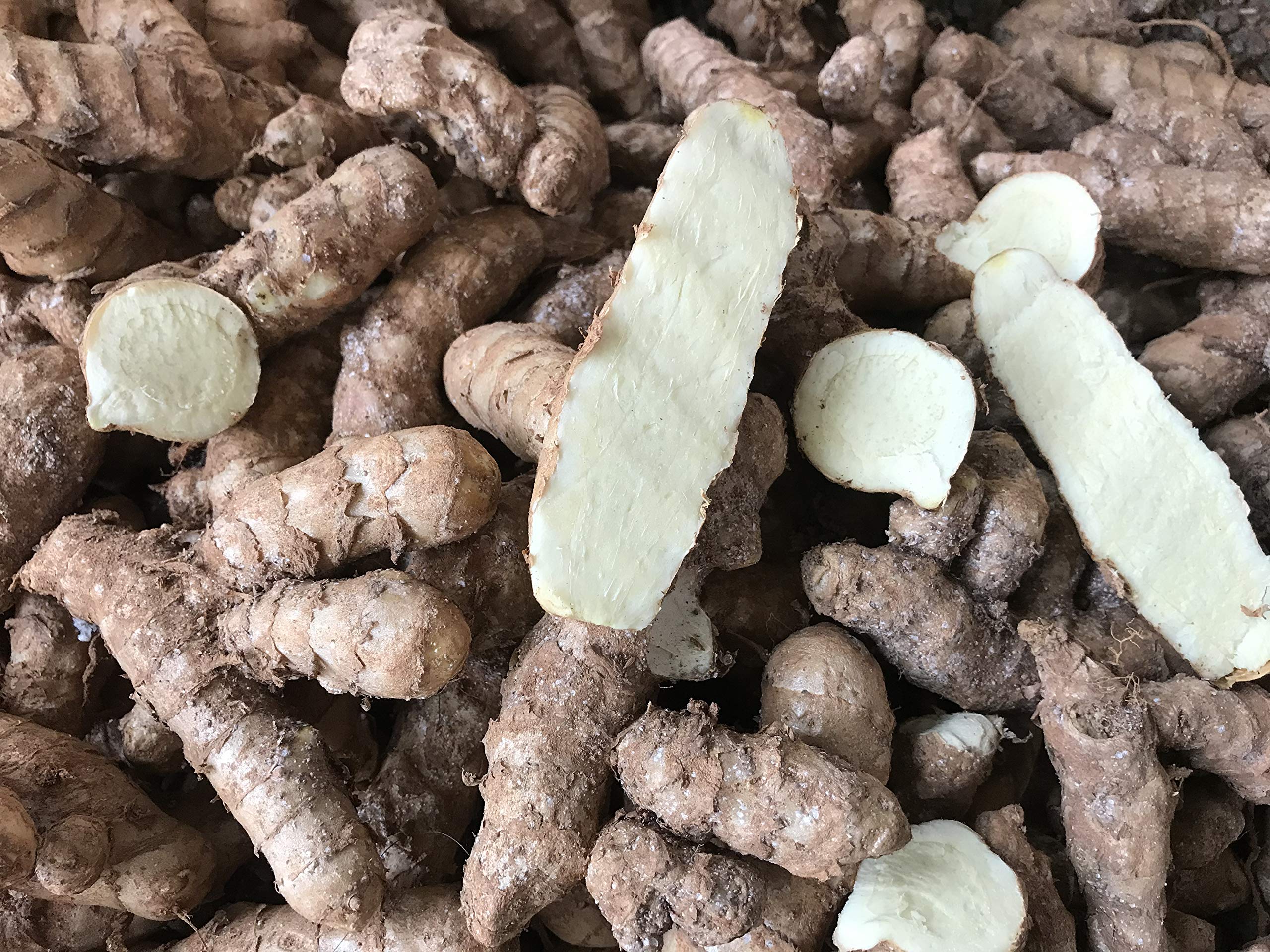 Seeds village Rare Curcuma Aromatica Kasturimanjal (Cosmetic Turmeric or Aromatic Turmeric) 5 Rhizomes for Growing Propagation. (B08VHFMC2Z) Amazon Price History, Amazon Price Tracker