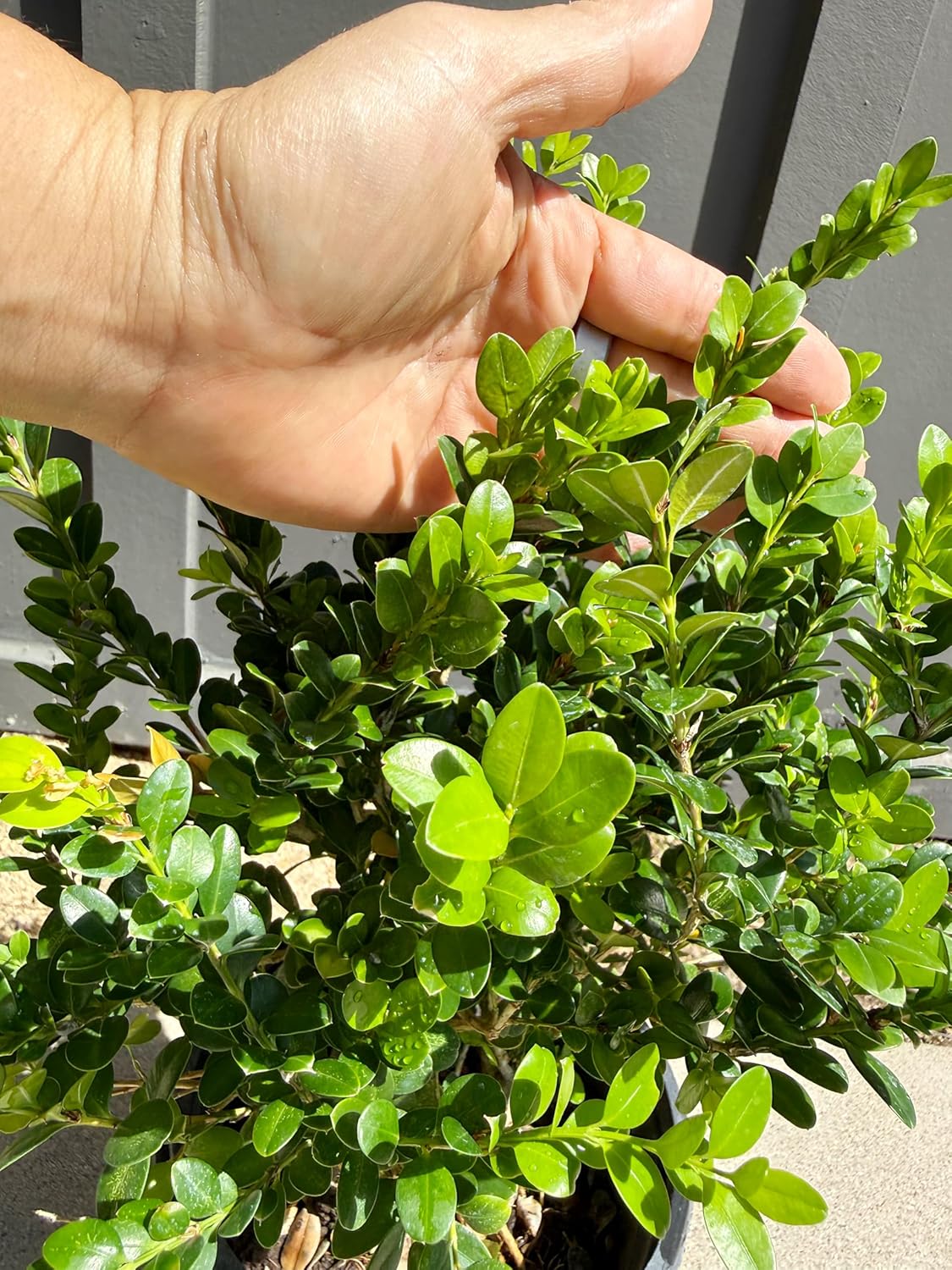 My Shelfie – Green Beauty Boxwood (Buxus microphylla ‘Green Beauty’), 1-Gallon Live Evergreen Shrub for Hedges, Borders, Topiary, and Outdoor Landscape Décor (3)