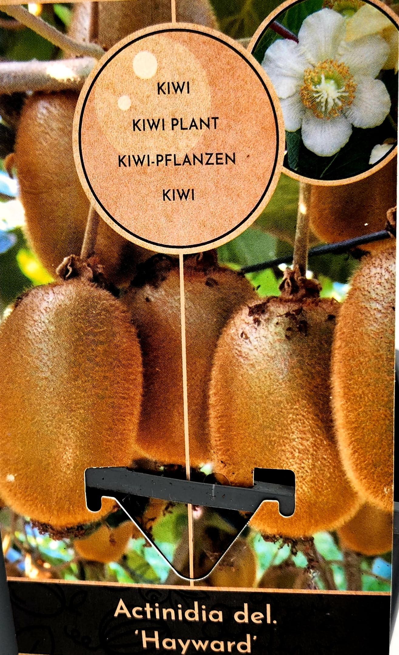 POWERS TO FLOWERS - KIWI HAYWARD, 2 PIANTE, VARIETA' AUTOFERTILE, piante vere