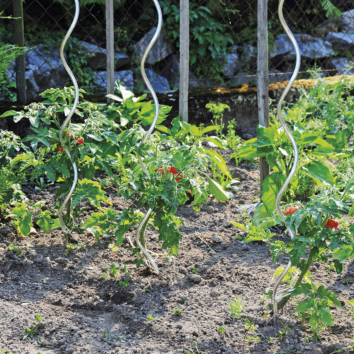 bellissa Lot de 30 spirales à tomates de qualité supérieure - Tiges à tomates et tiges en spirale pour la vigne dans le jardin - Hauteur : 180 cm - Diamètre : 7 mm