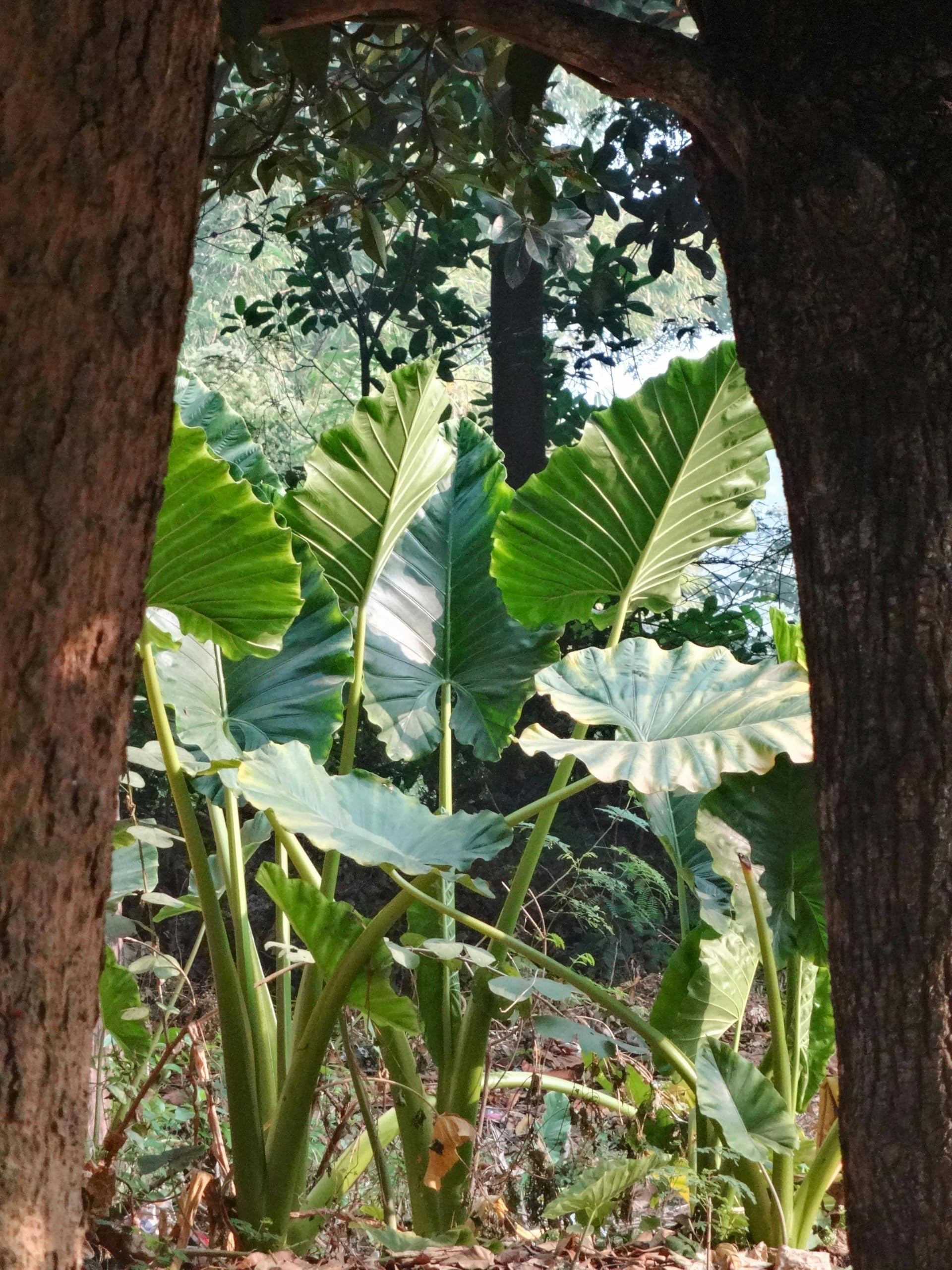 Maan Kochu Live Plant (Extra Large Leaves, Tropical Elegance & Easy Care Nature) – Suitable for Balcony Decoration and Outdoor Landscaping (1 Healthy Medium Size Live Plant)-picture-22