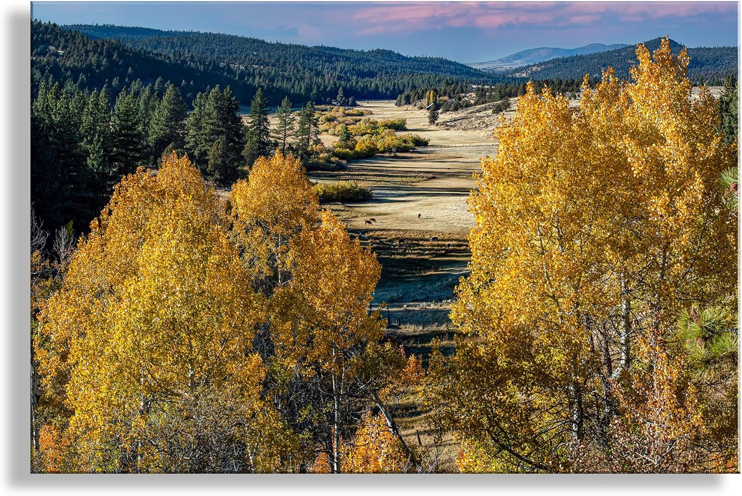 Quaking Aspen Autumn Forest Landscape Photograph in Western Ranch Country