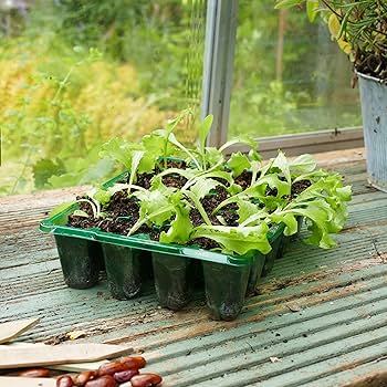 Westland Gro Sure Visiroot Seed Tray | Visible Root Seed & Cutting Tray