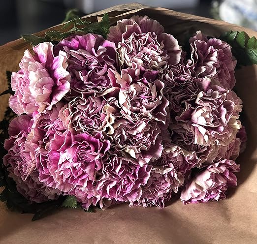 Amazon 4月18日まで早割キャンペーン Puriza 母の日 カーネーション 花束 24本束 感謝の気持ちを倍に 色選び 時間指定ができる アンティグア 花束 オンライン通販 Amazon 4月18日まで早割キャンペーン Puriza 母の日 カーネーション 花束 24本束 感謝の気持ちを倍に 色選び 時間指定ができる アンティグア 花束 オンライン通販