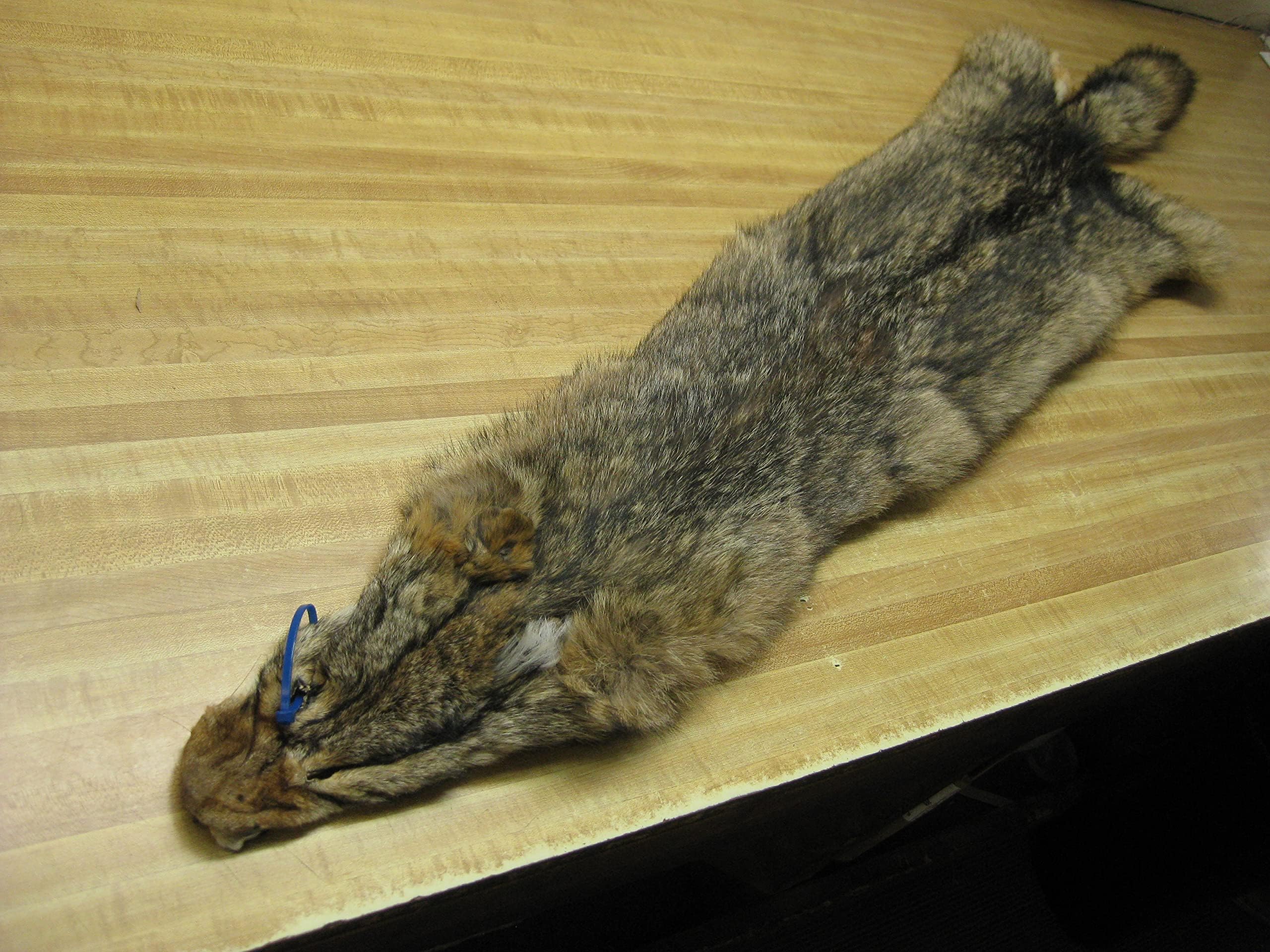 Paulette Fur Co. Tanned Coyote Hide 3 Quality Fur Coats Pelt 50inch to 56inch
