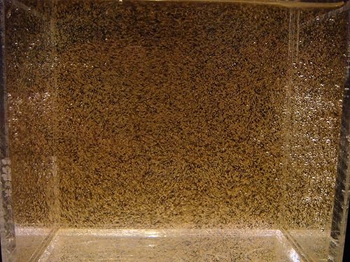 Miniatura 3 de Compre camarones de salmuera bebé vivos. Obtenga cultivos densos de camarones en salmuera bebé (32oz 500K)