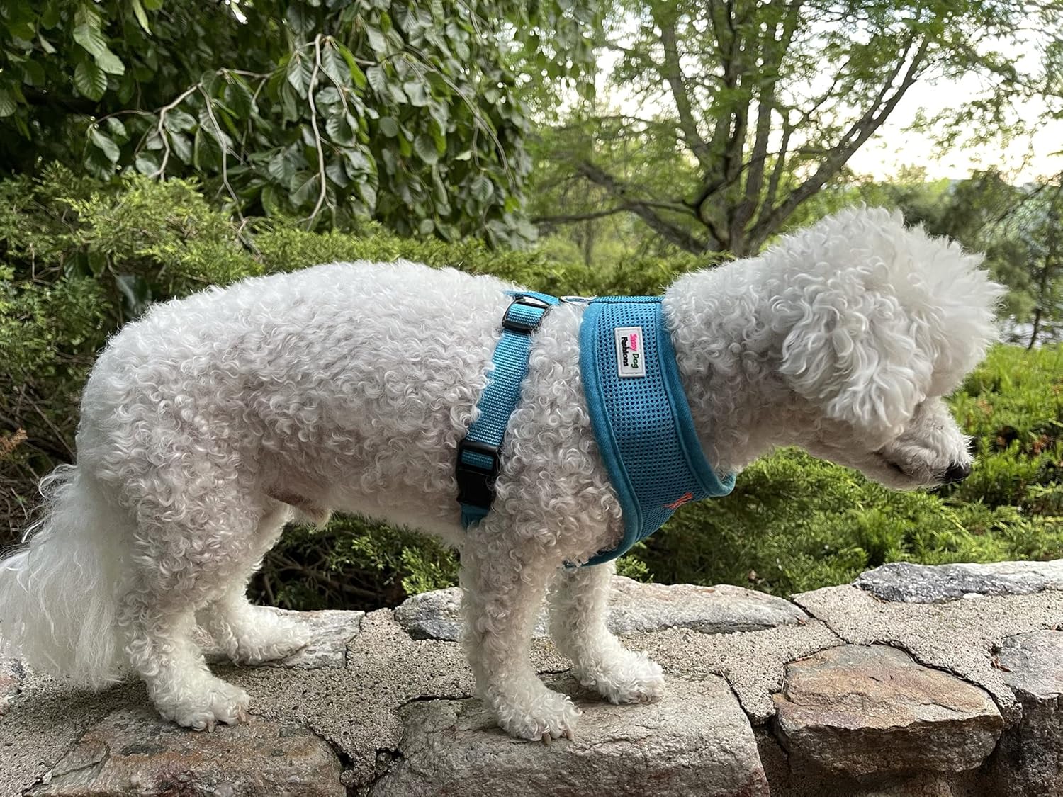 Personalized Dog Harness with Embroidered Pet Name, Soft Padded Air Mesh Harness for Small and Medium Dogs, No Pull Adjustable Puppy Walking Vest, Made USA (Small, Blue)