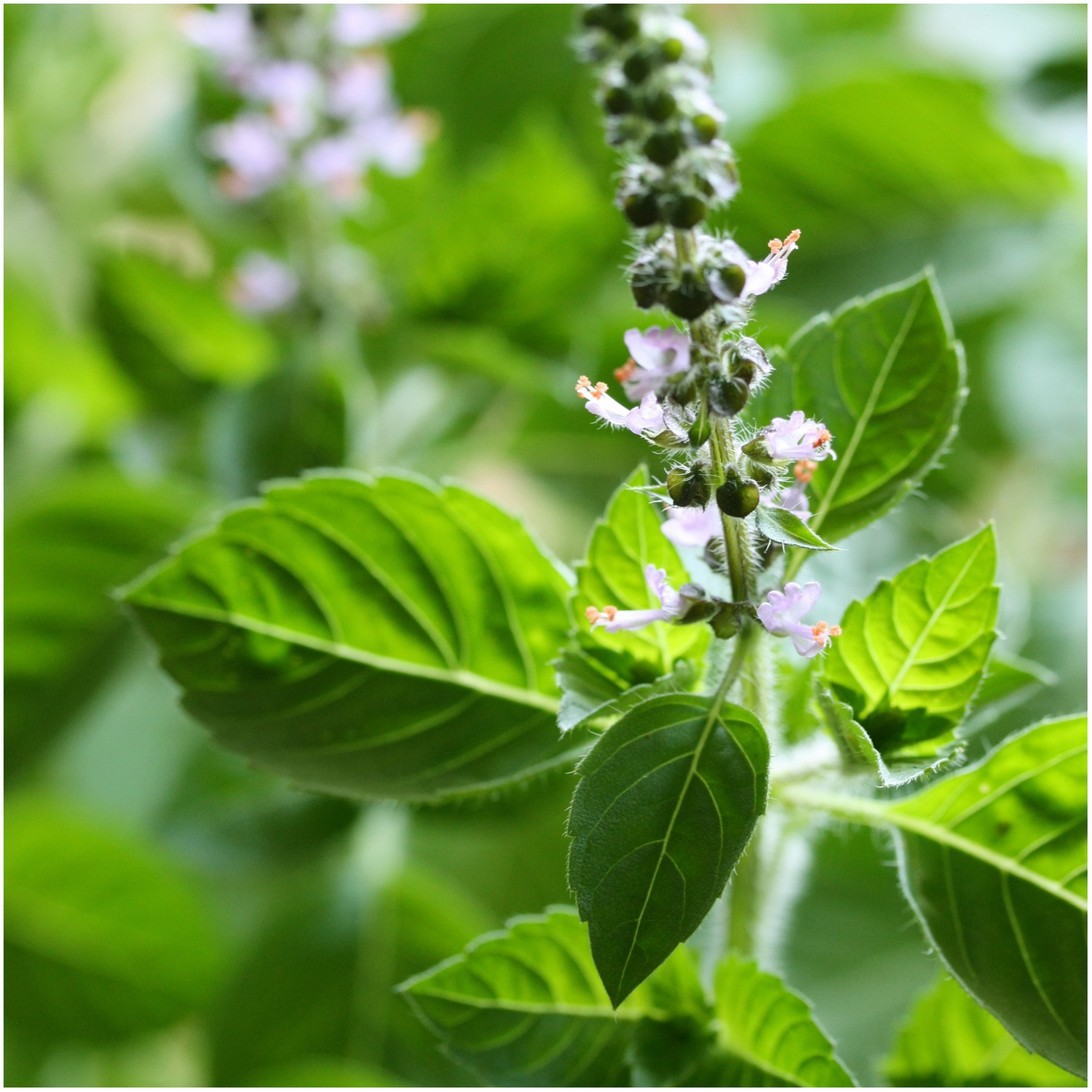 Seed Needs, Holy Basil / Tulsi Herb (Ocimum Sanctum) Twin Pack of 500