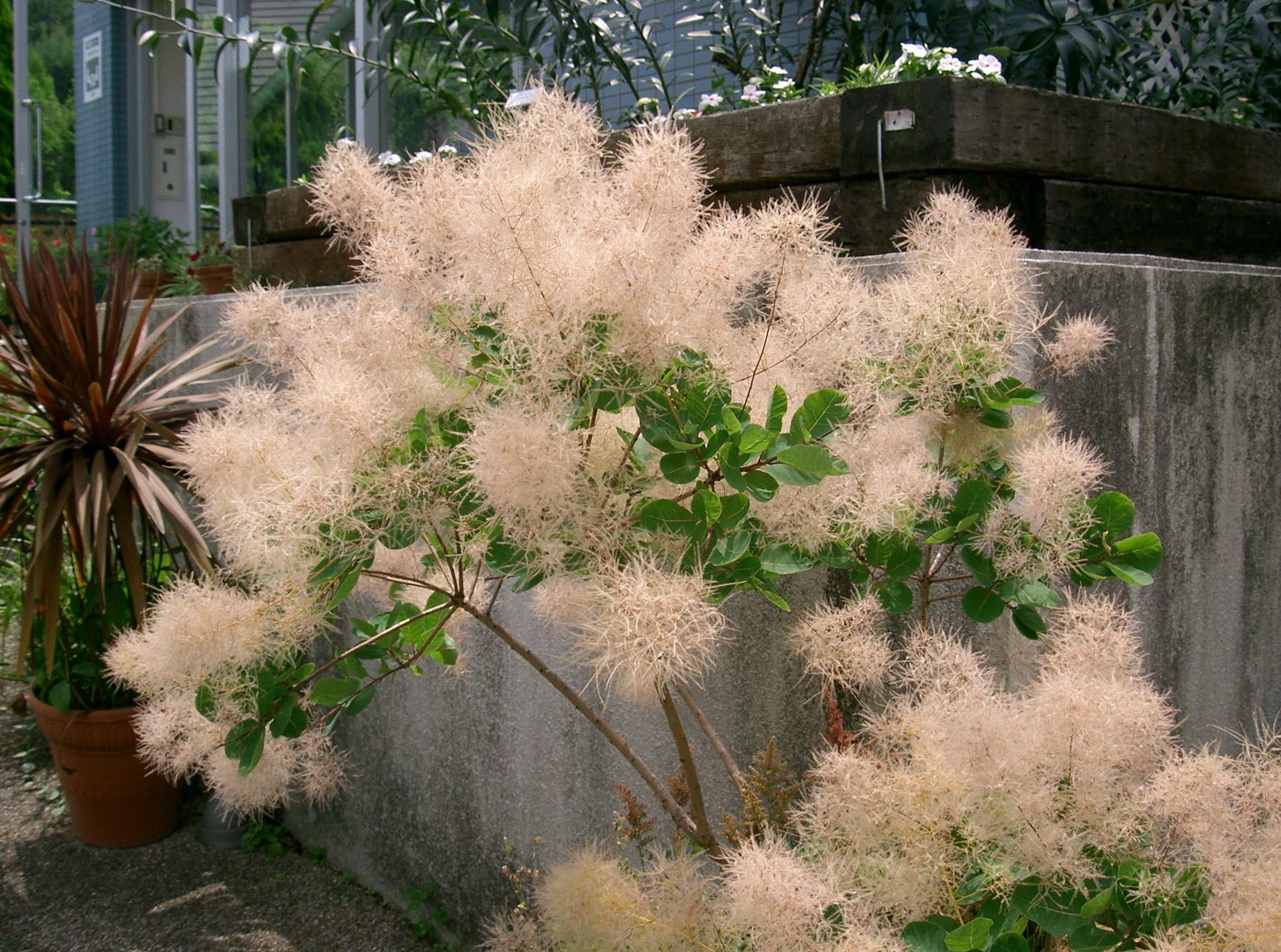 Young Lady Pink Smoke Tree ( smokebush ) - Live Plant - Quart Pot