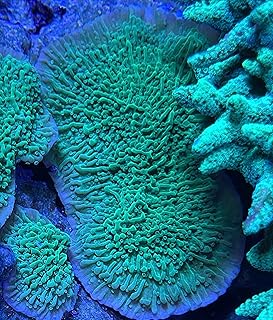 Live Saltwater Coral Frag - Neon Green Plating Montipora (Colony Medium)
