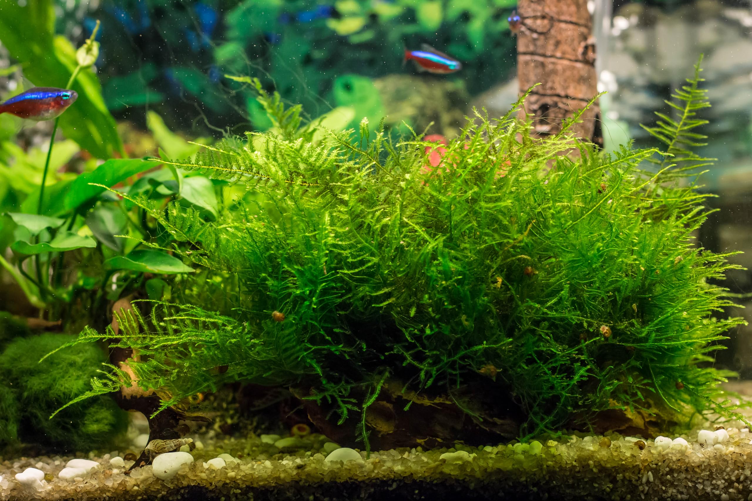 Lincsplants Vesicularia dubyana (50g)